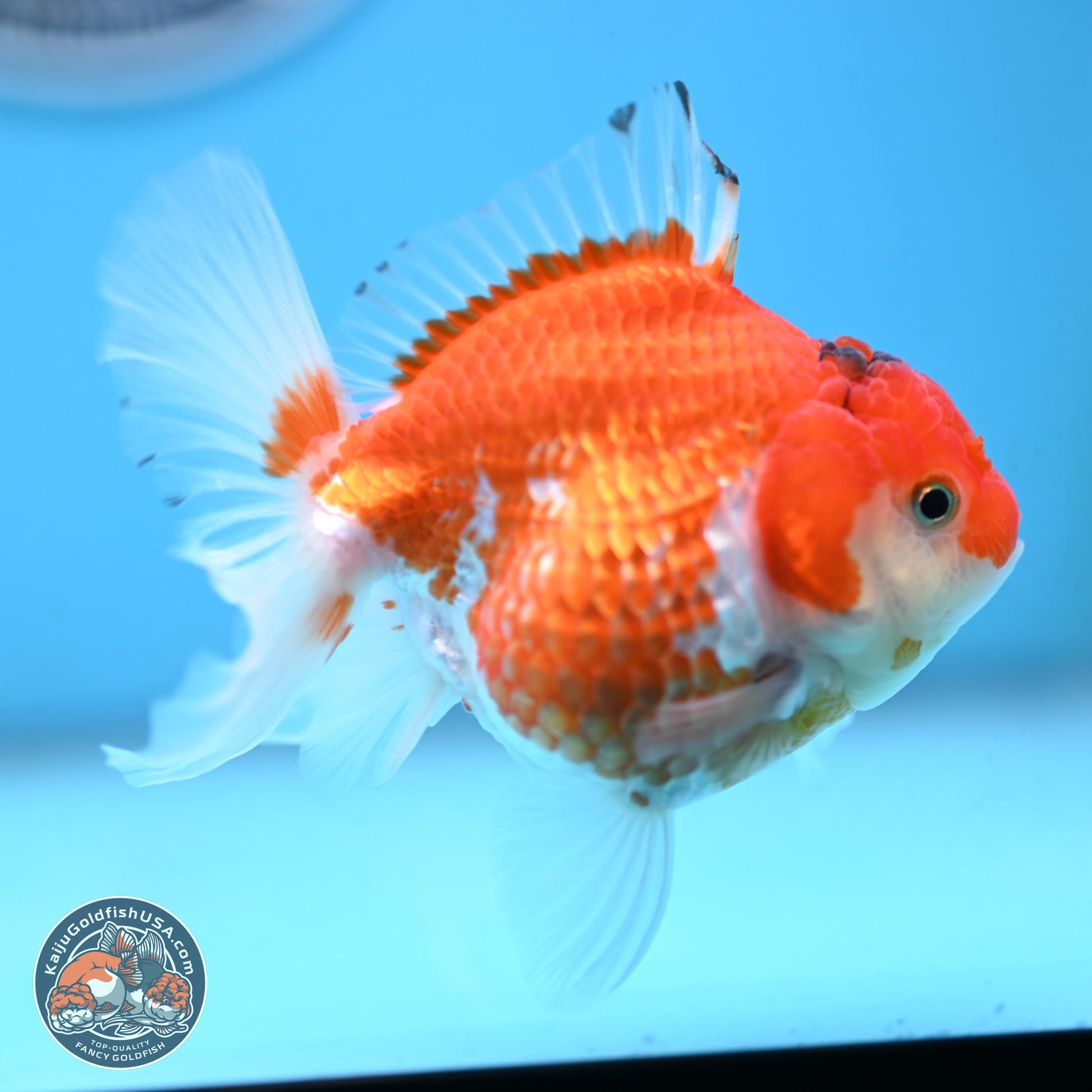 Red White YuanBao Oranda 3.5 inches Body - Female (250117_OR09) - Kaiju Goldfish USA