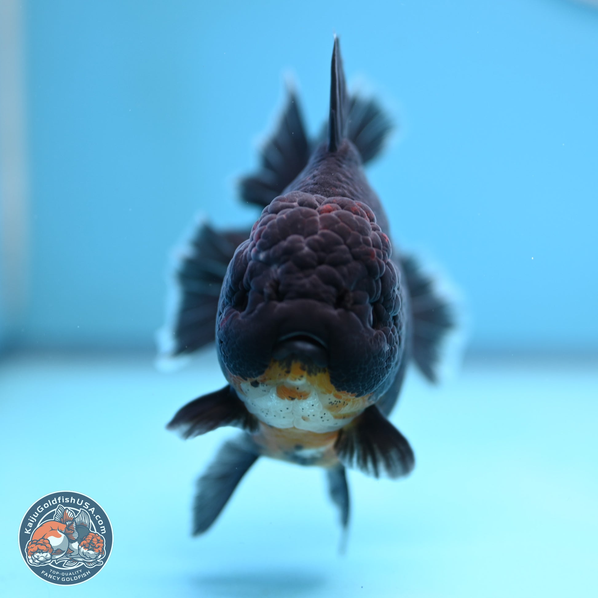 Kirin Rose Tail Oranda 5 inches (241025_OR9) - Kaiju Goldfish USA