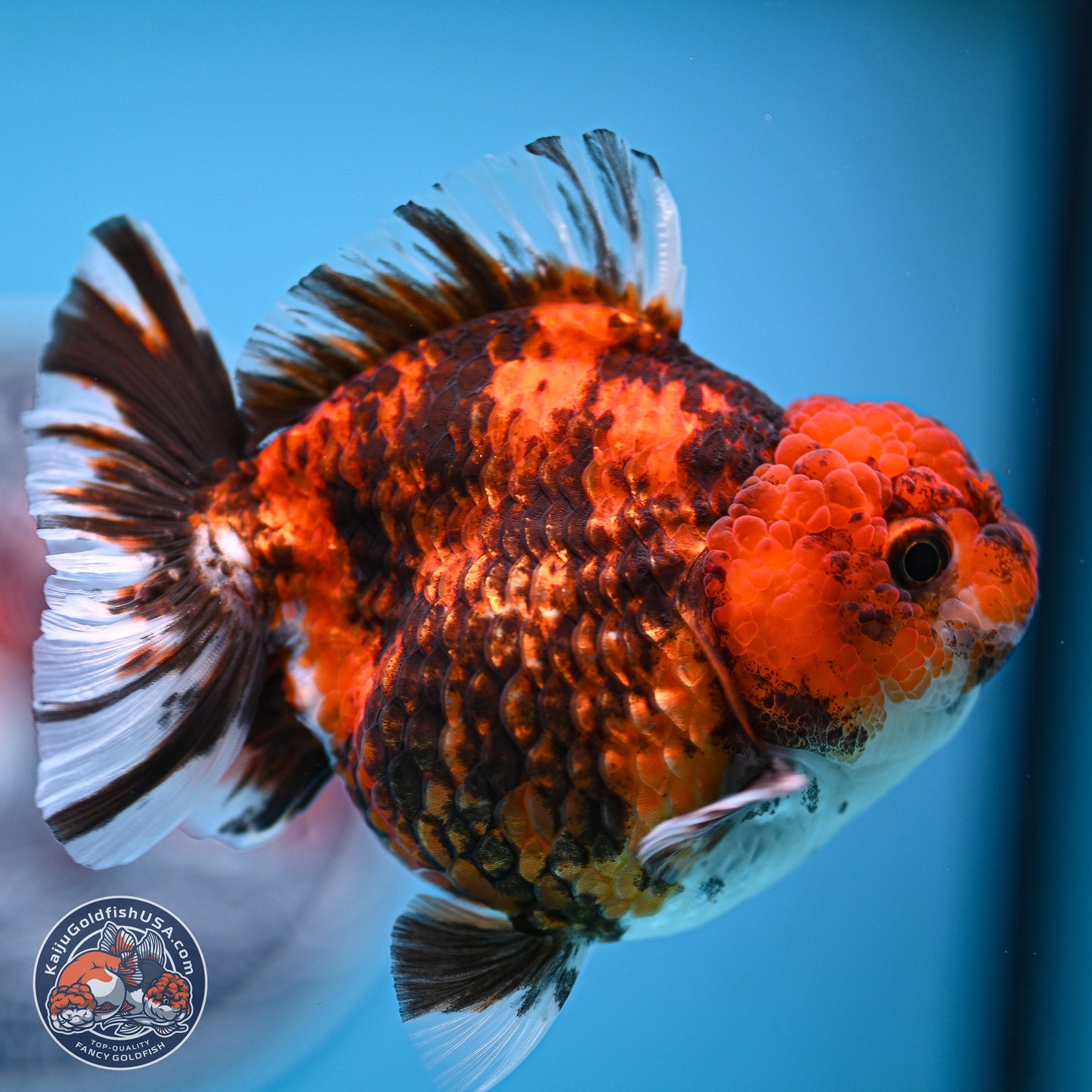 Tricolor Tiger YuanBao Oranda 3.5-4 inches (240920_OR09) - Kaiju Goldfish USA