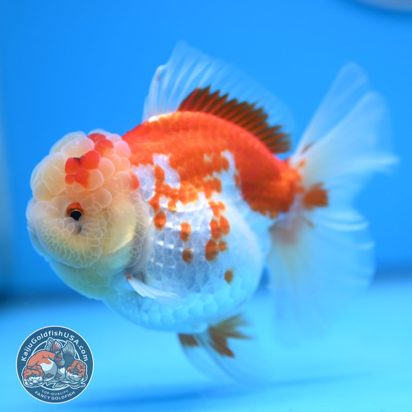 Red White Rose Tail Oranda 3.5 inches Body (250523_OR09)