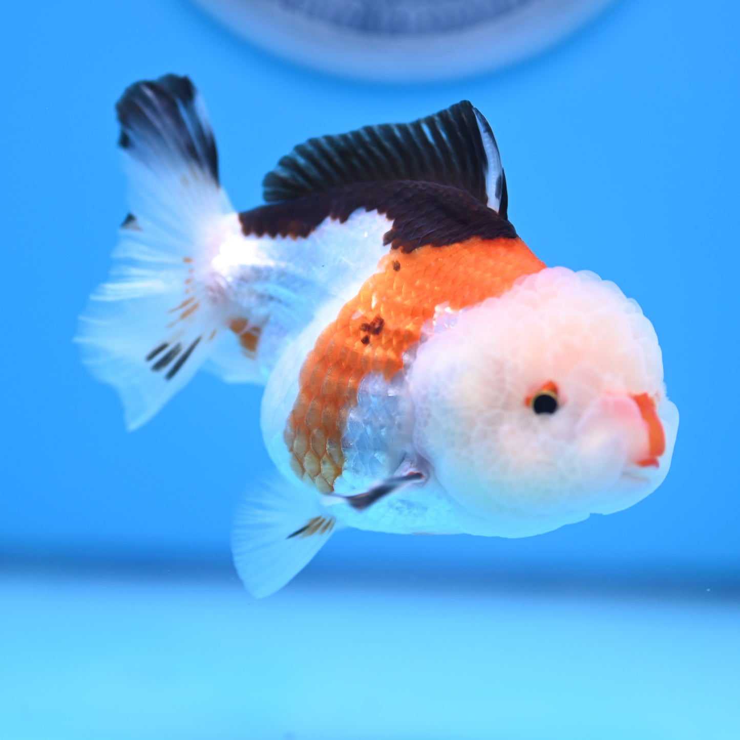 Tricolor Oranda 3.5-4 inches (241011_OR09) - Kaiju Goldfish USA