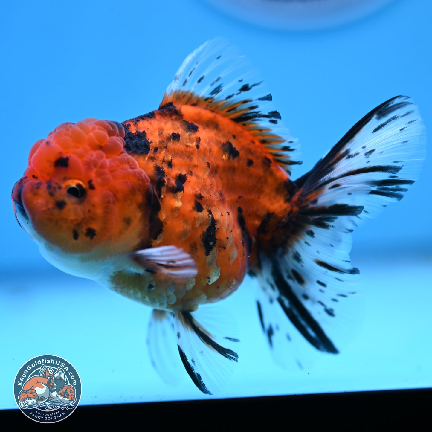 Shogun Tiger Rose Tail Oranda 3.75in Body (240802_OR09) - Kaiju Goldfish USA