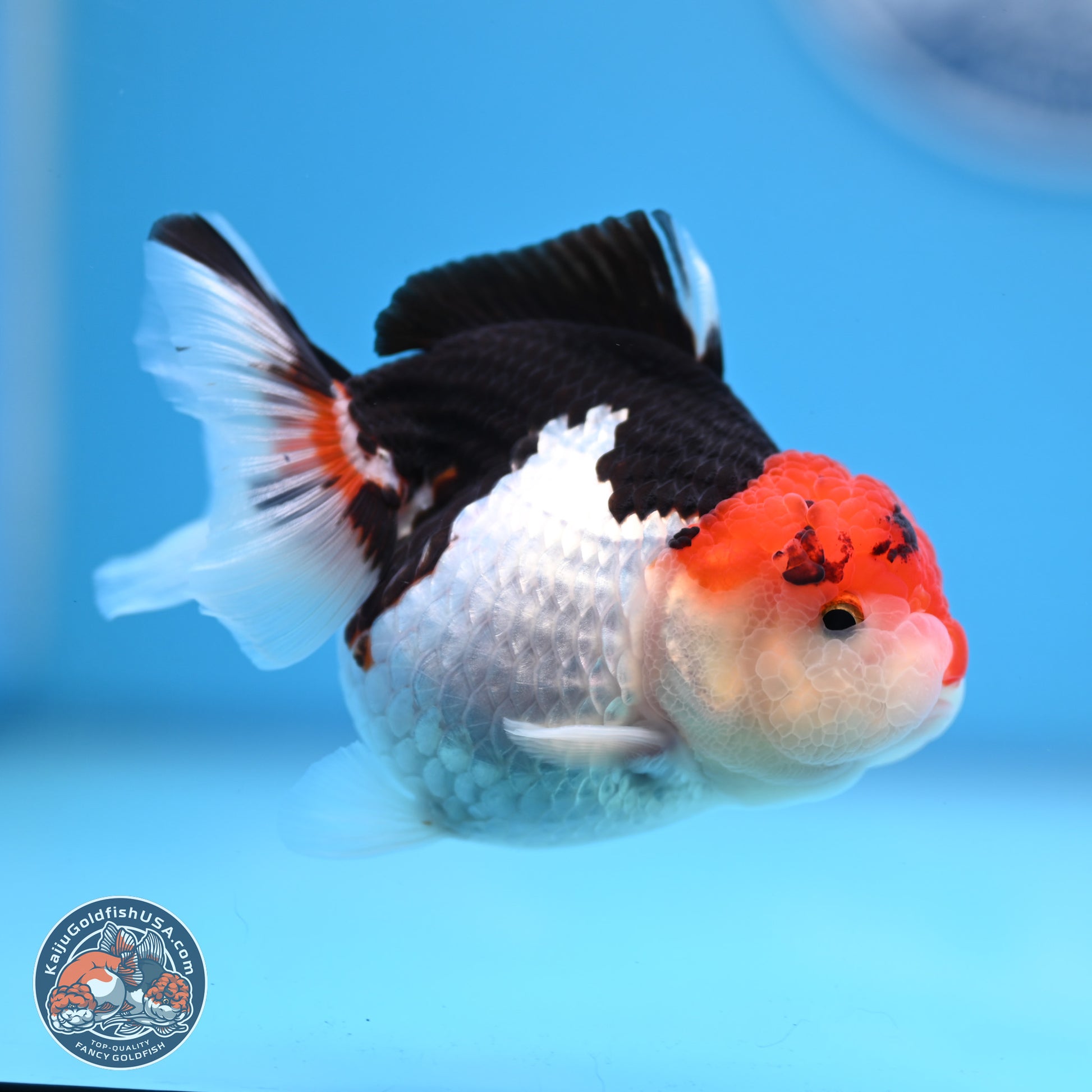 Tricolor Oranda 3.5-4.5 inches (240913_OR09) - Kaiju Goldfish USA