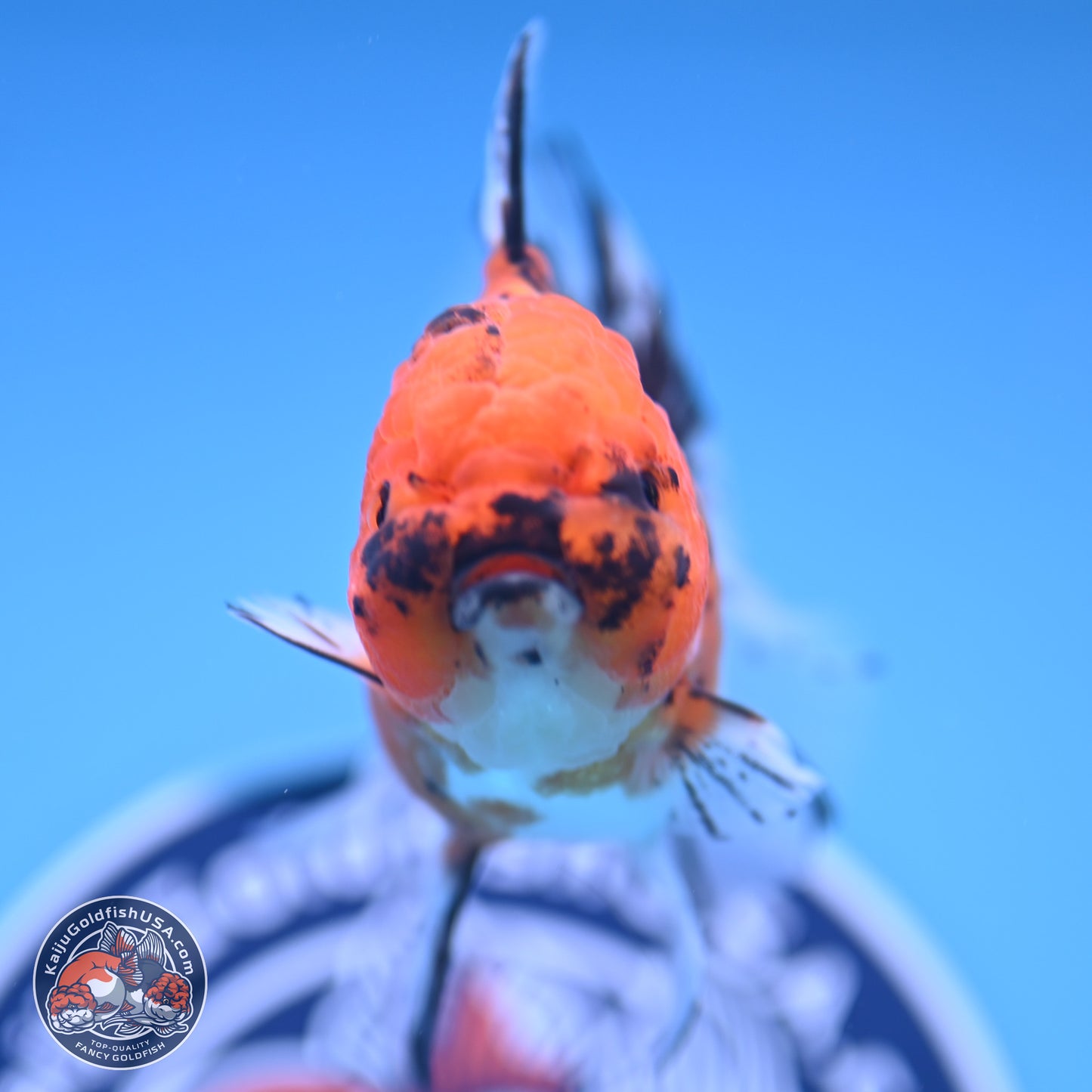 Shogun Tricolor Rose Tail Oranda 3.5in Body (240816_OR09) - Kaiju Goldfish USA