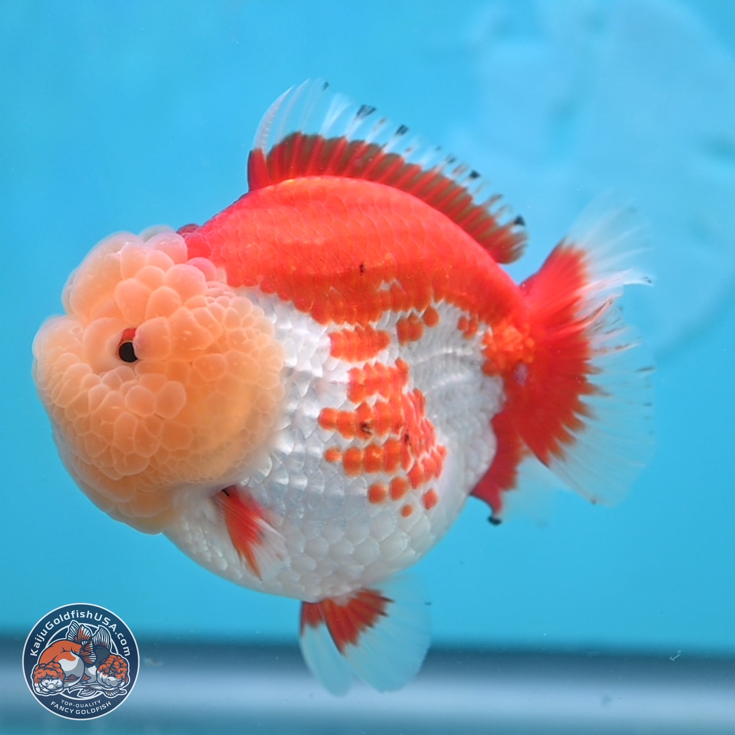 Jade Head Red White YuanBao Oranda 4 inches Body - Female (250131_OR09)