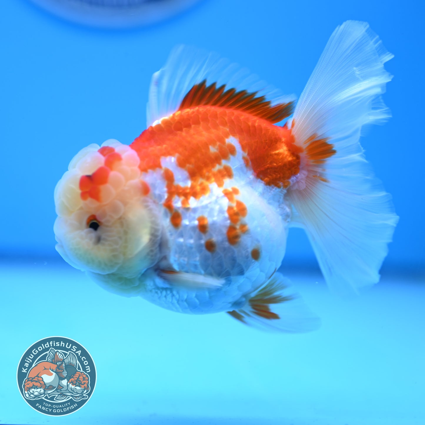 Red White Rose Tail Oranda 3.5 inches Body (250523_OR09)