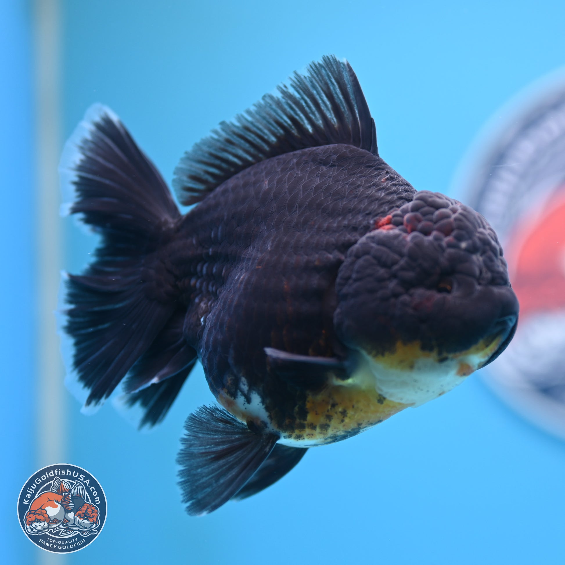 Kirin Rose Tail Oranda 5 inches (241025_OR9) - Kaiju Goldfish USA