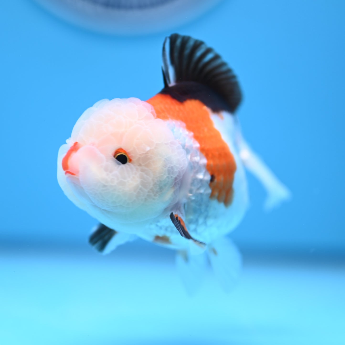 Tricolor Oranda 3.5-4 inches (241011_OR09) - Kaiju Goldfish USA