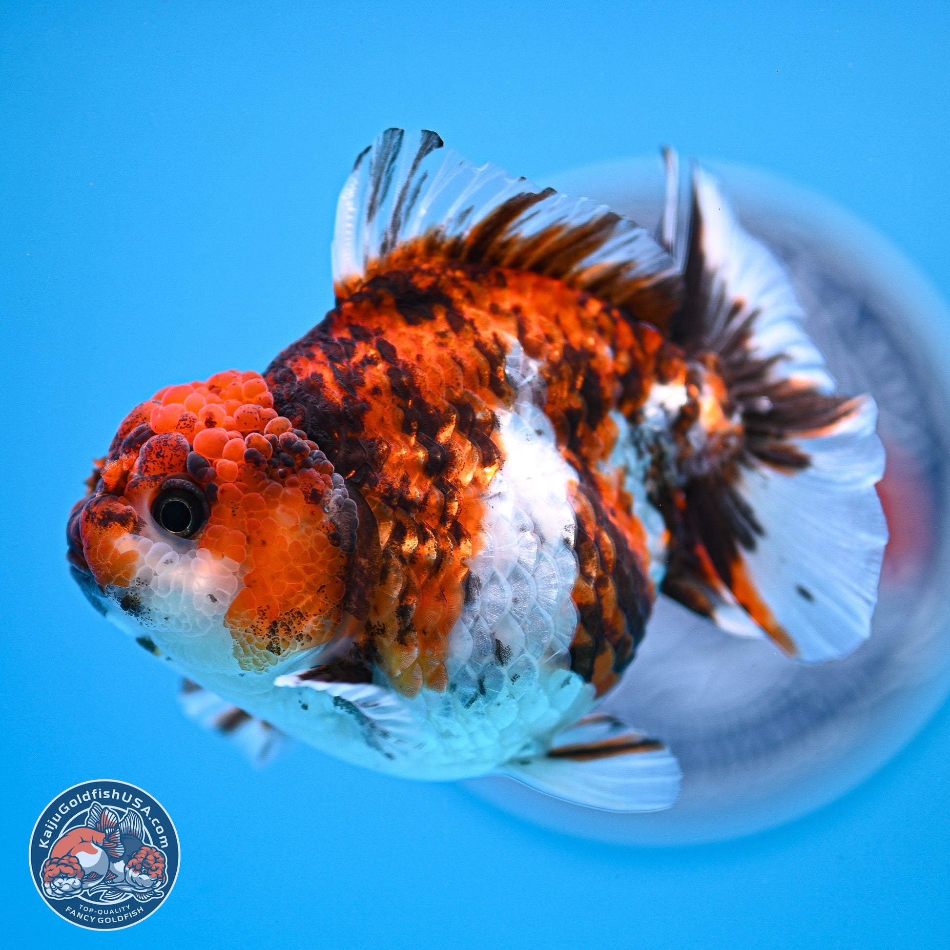 Tricolor Tiger YuanBao Oranda 3.5-4 inches (240920_OR09) - Kaiju Goldfish USA