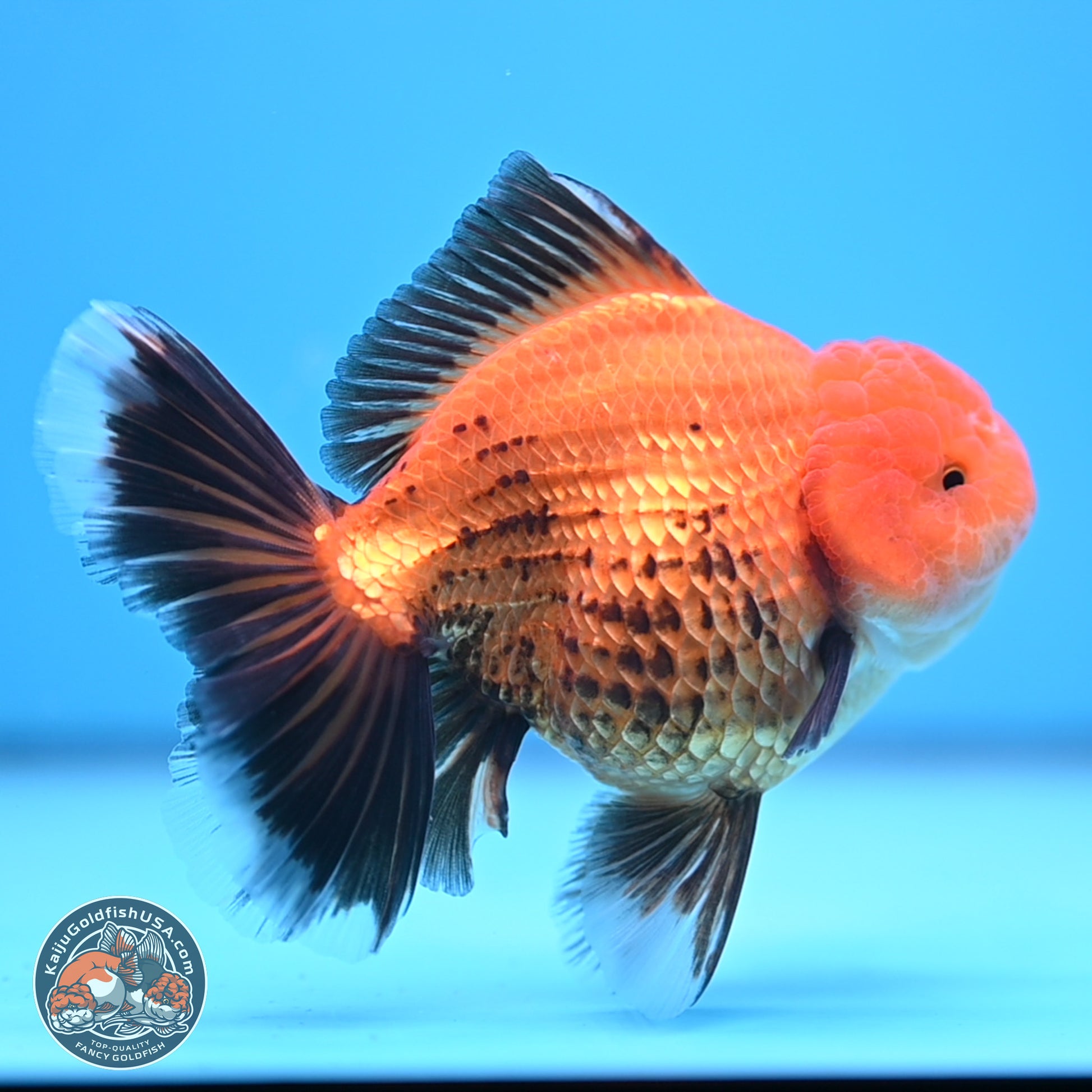 Apache Broad Tail Oranda 5 inches - Female (241115_OR09) - Kaiju Goldfish USA