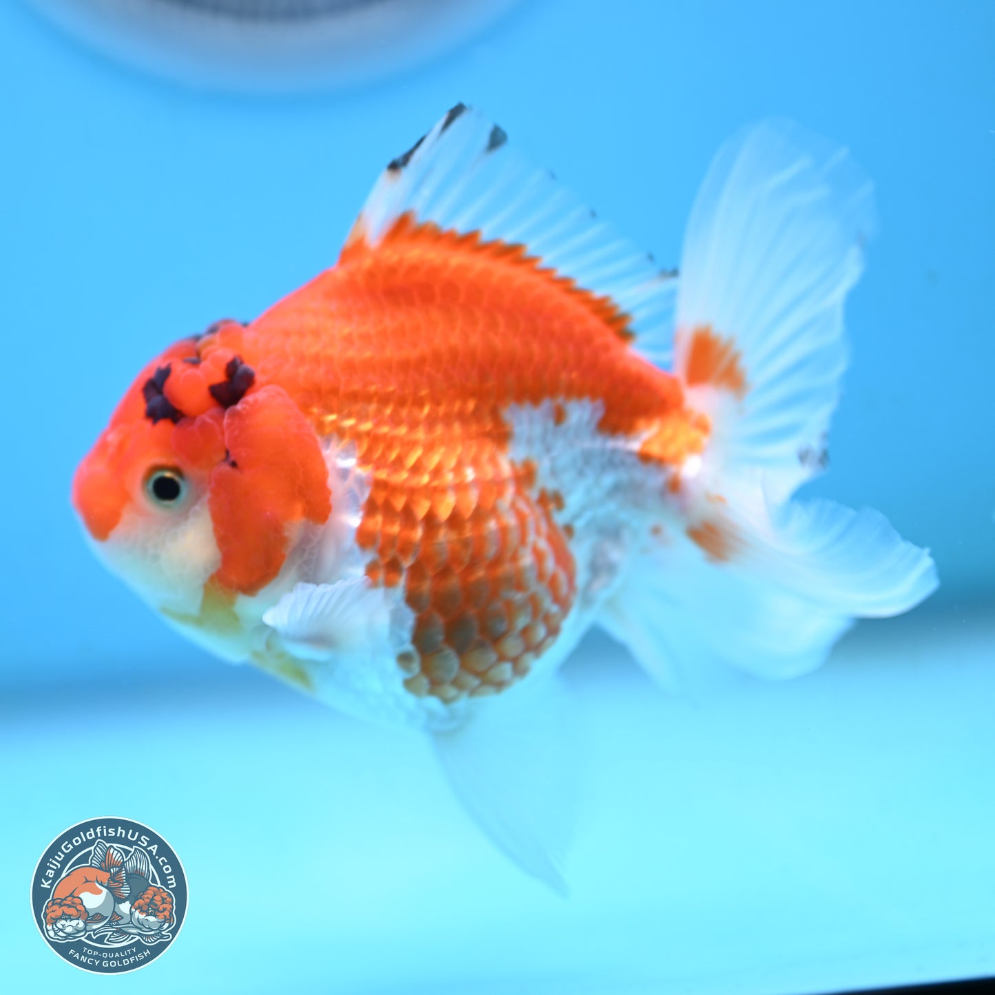 Red White YuanBao Oranda 3.5 inches Body - Female (250117_OR09) - Kaiju Goldfish USA