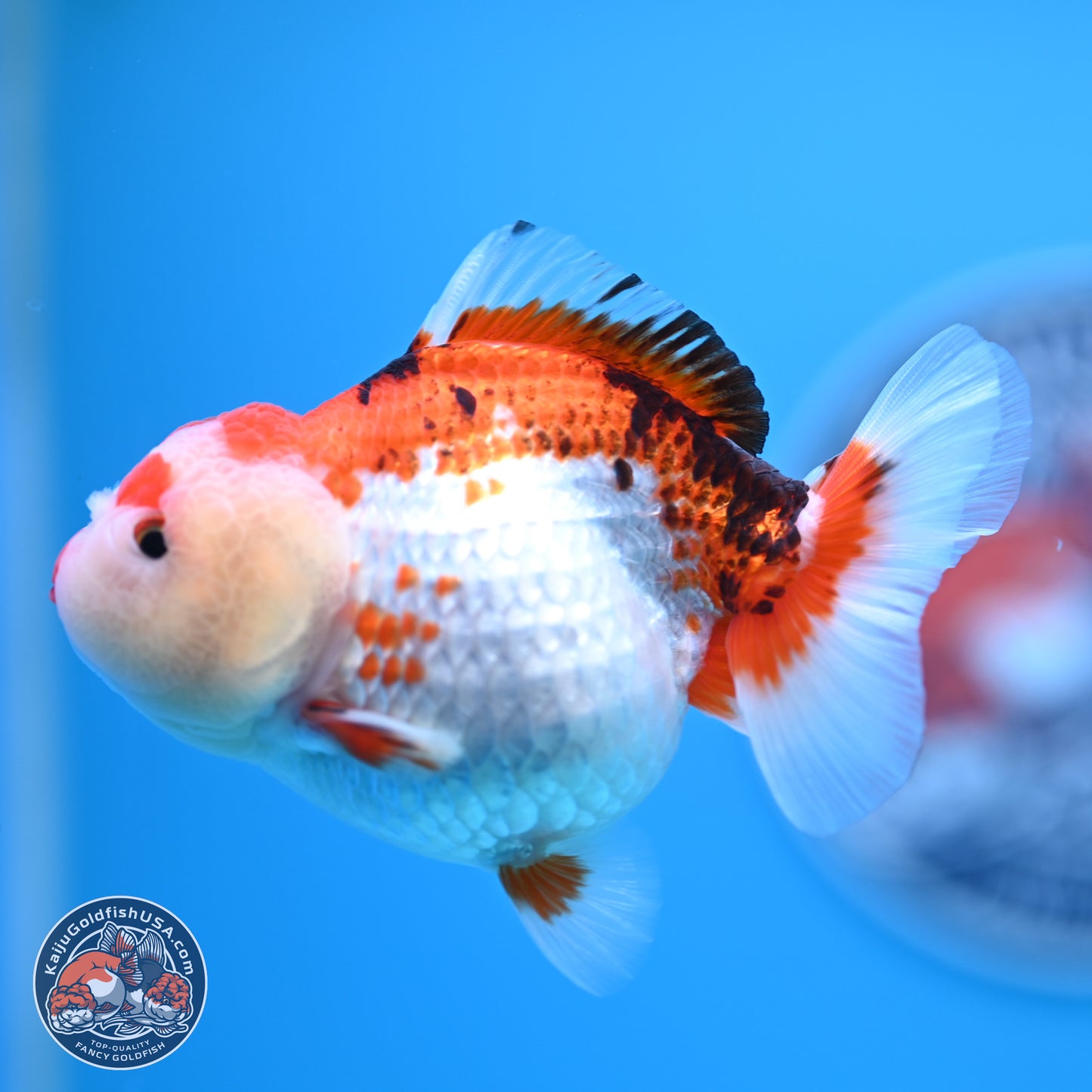 Tricolor Oranda 3.5-4.5 inches (241004_OR09) - Kaiju Goldfish USA