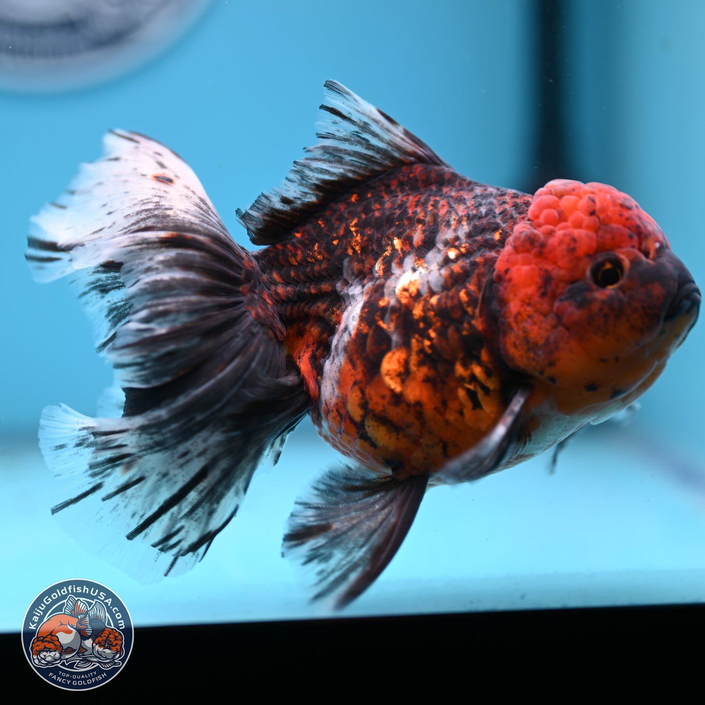 Red Kirin Rose Tail Oranda 6 inches - Female (241122_OR09) - Kaiju Goldfish USA