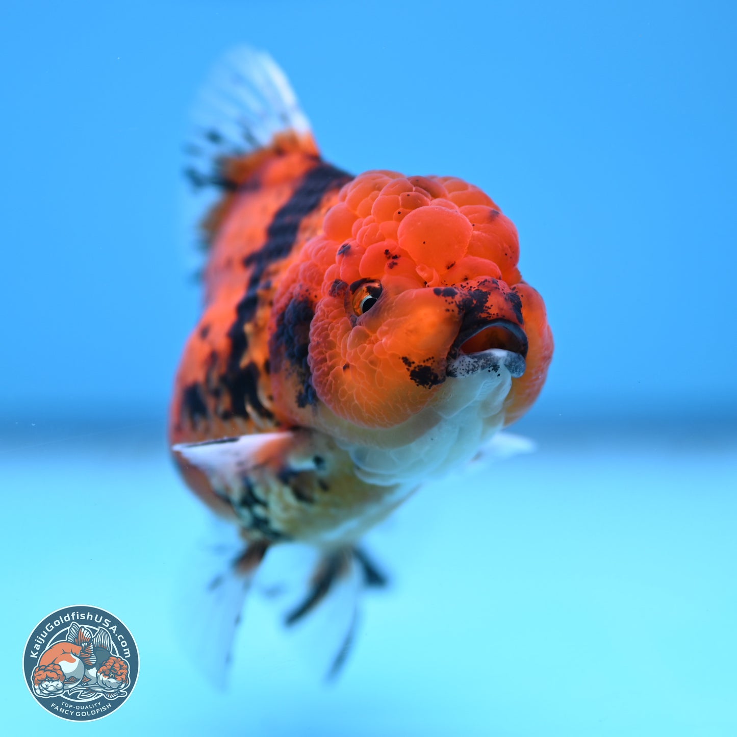 Shogun Tiger Rose Tail Oranda 3.75in Body (240802_OR09) - Kaiju Goldfish USA