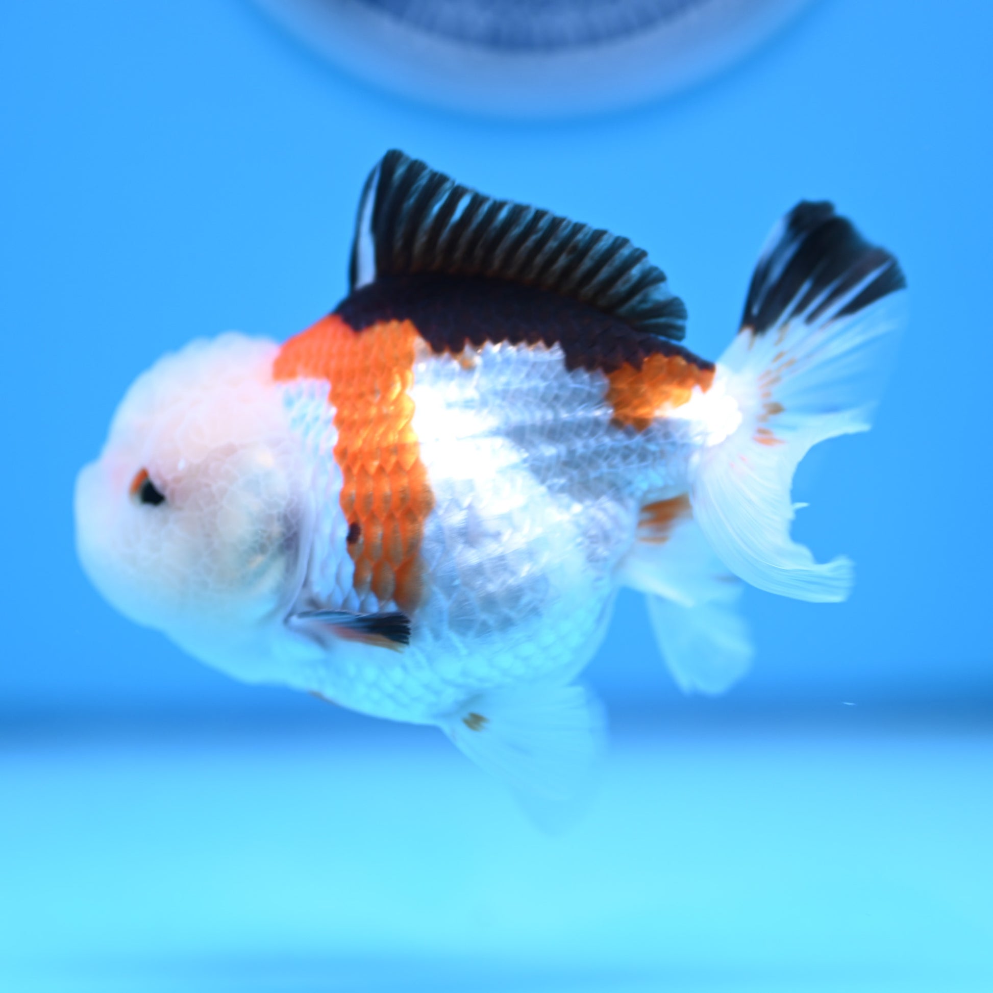 Tricolor Oranda 3.5-4 inches (241011_OR09) - Kaiju Goldfish USA