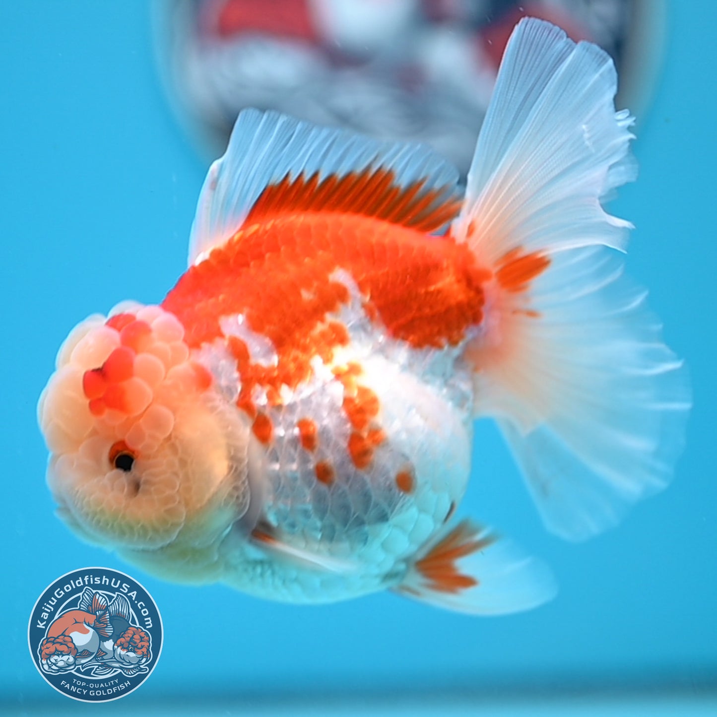 Red White Rose Tail Oranda 3.5 inches Body (250523_OR09)