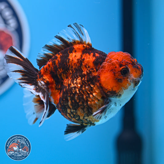 Tricolor Tiger YuanBao Oranda 3.5-4 inches (240920_OR09) - Kaiju Goldfish USA