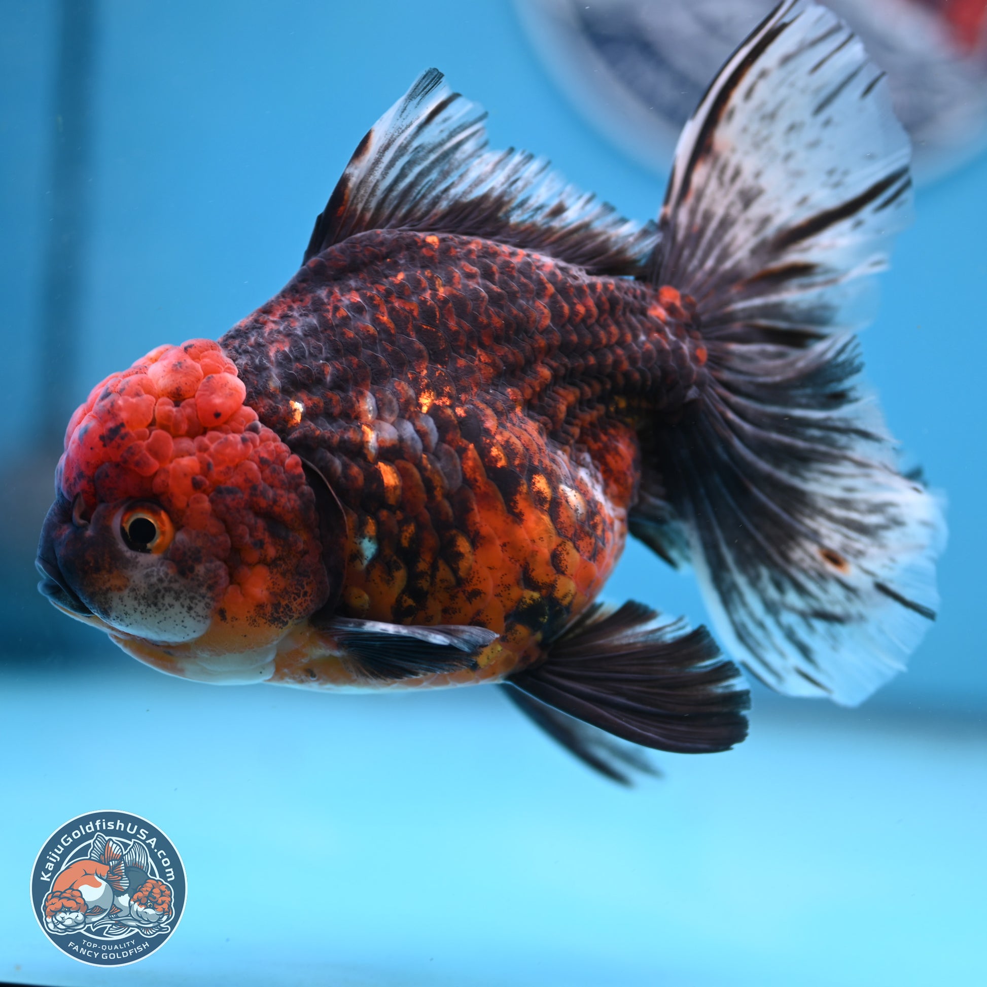 Red Kirin Rose Tail Oranda 6 inches - Female (241122_OR09) - Kaiju Goldfish USA