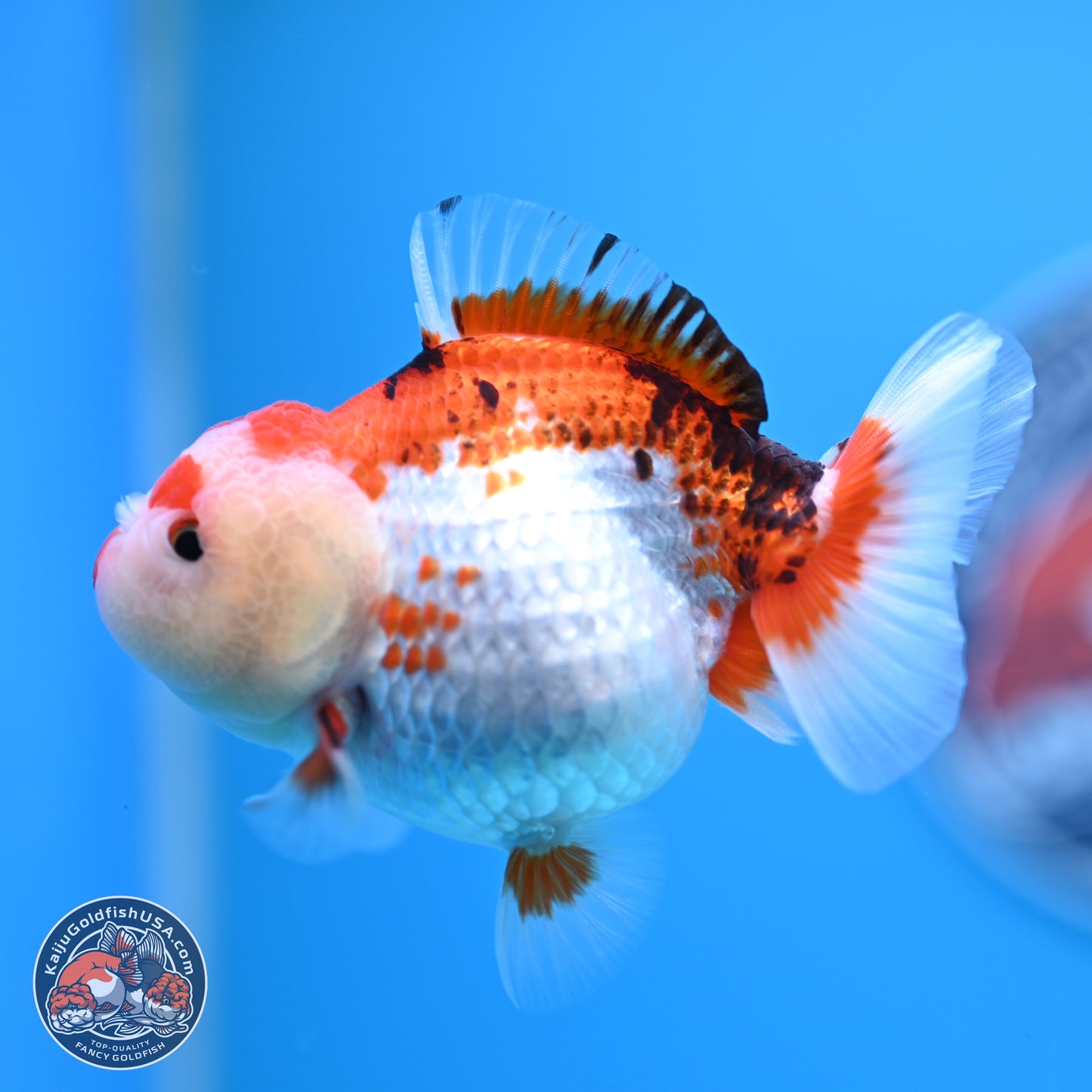 Tricolor Oranda 3.5-4.5 inches (241004_OR09) - Kaiju Goldfish USA