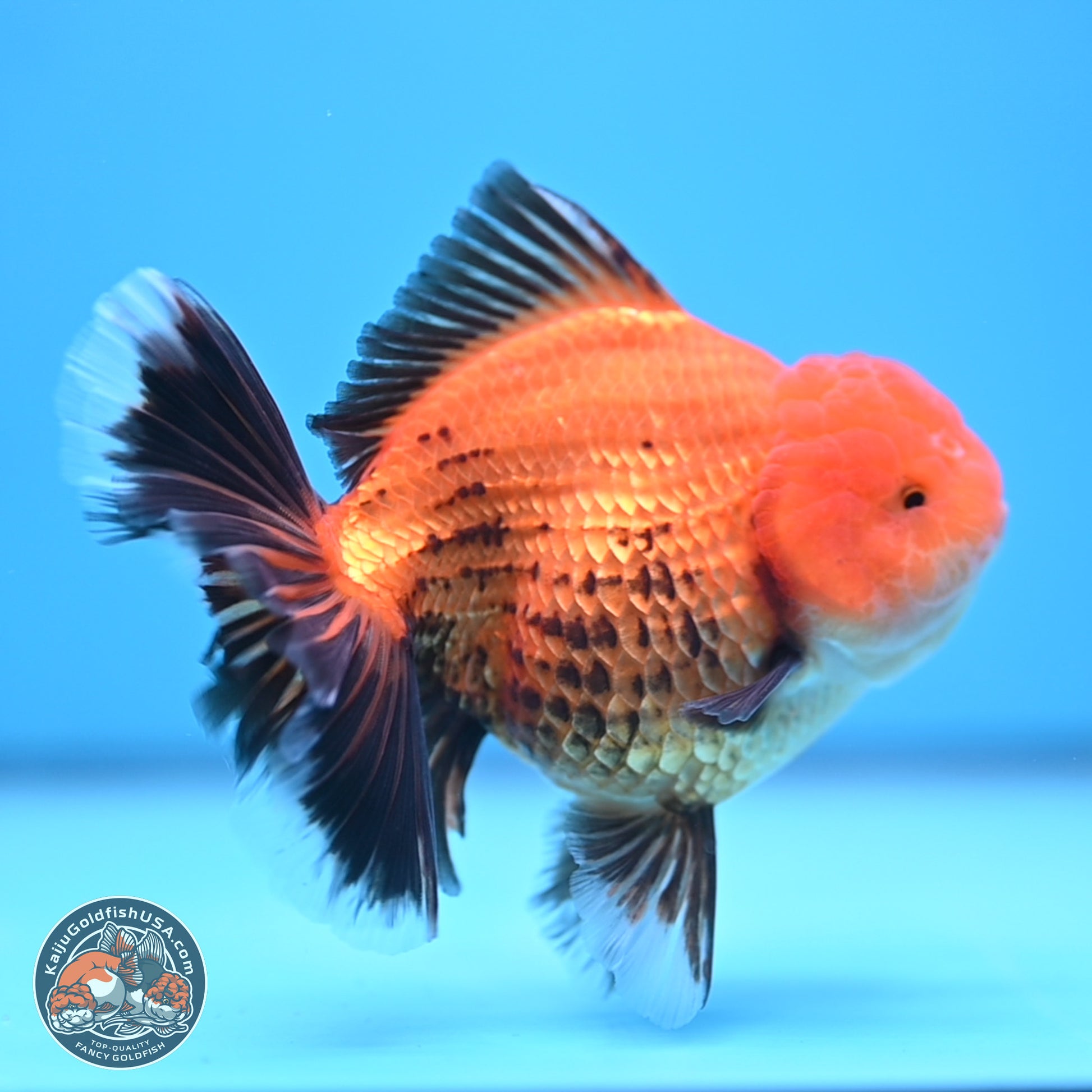 Apache Broad Tail Oranda 5 inches - Female (241115_OR09) - Kaiju Goldfish USA