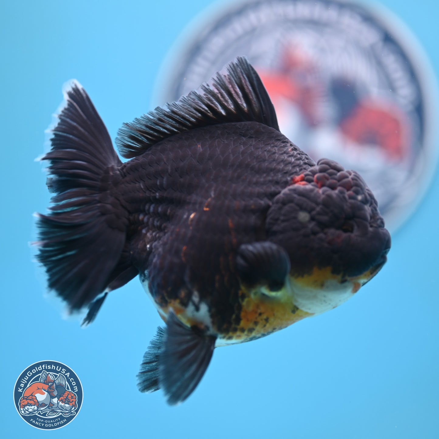 Kirin Rose Tail Oranda 5 inches (241025_OR9) - Kaiju Goldfish USA