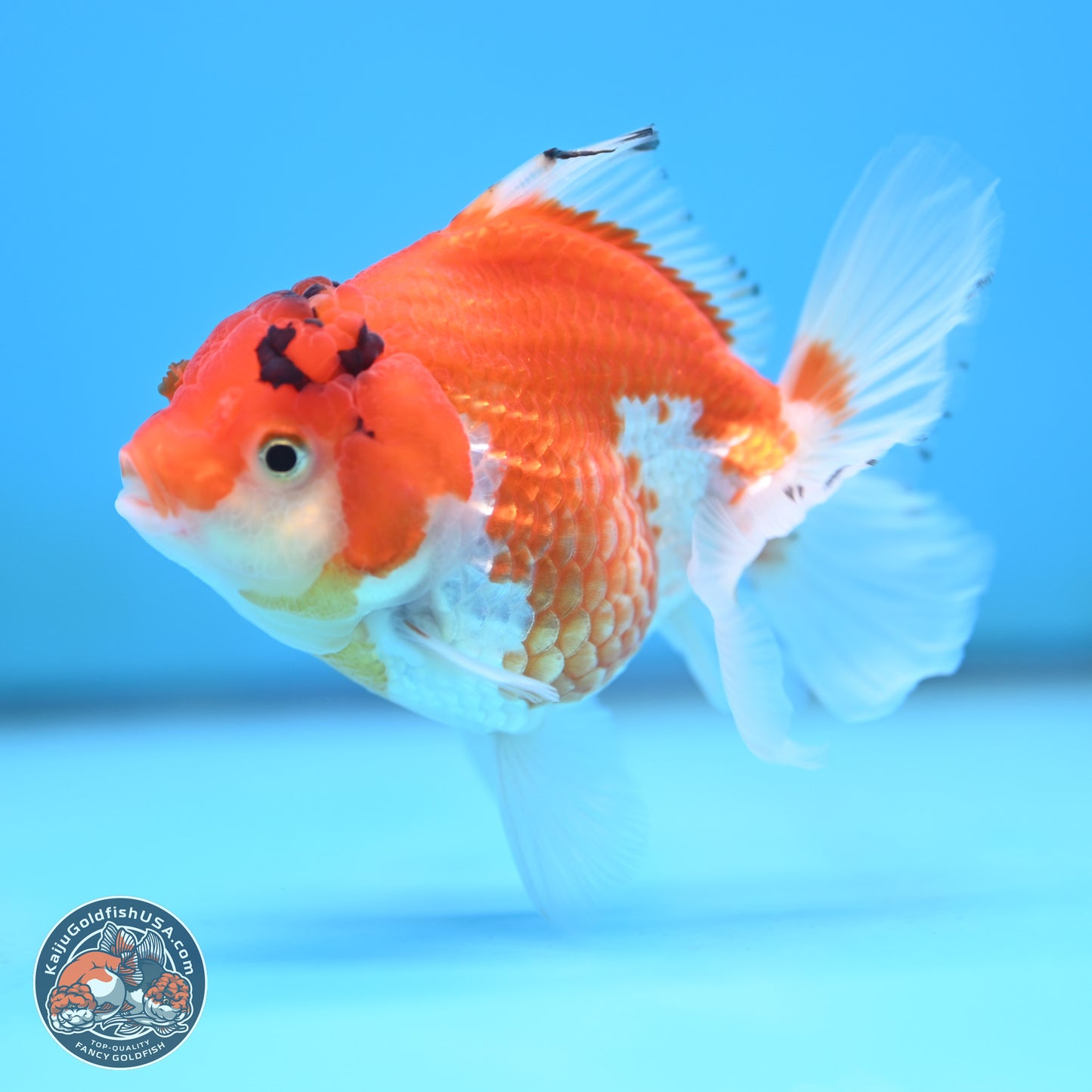 Red White YuanBao Oranda 3.5 inches Body - Female (250117_OR09) - Kaiju Goldfish USA