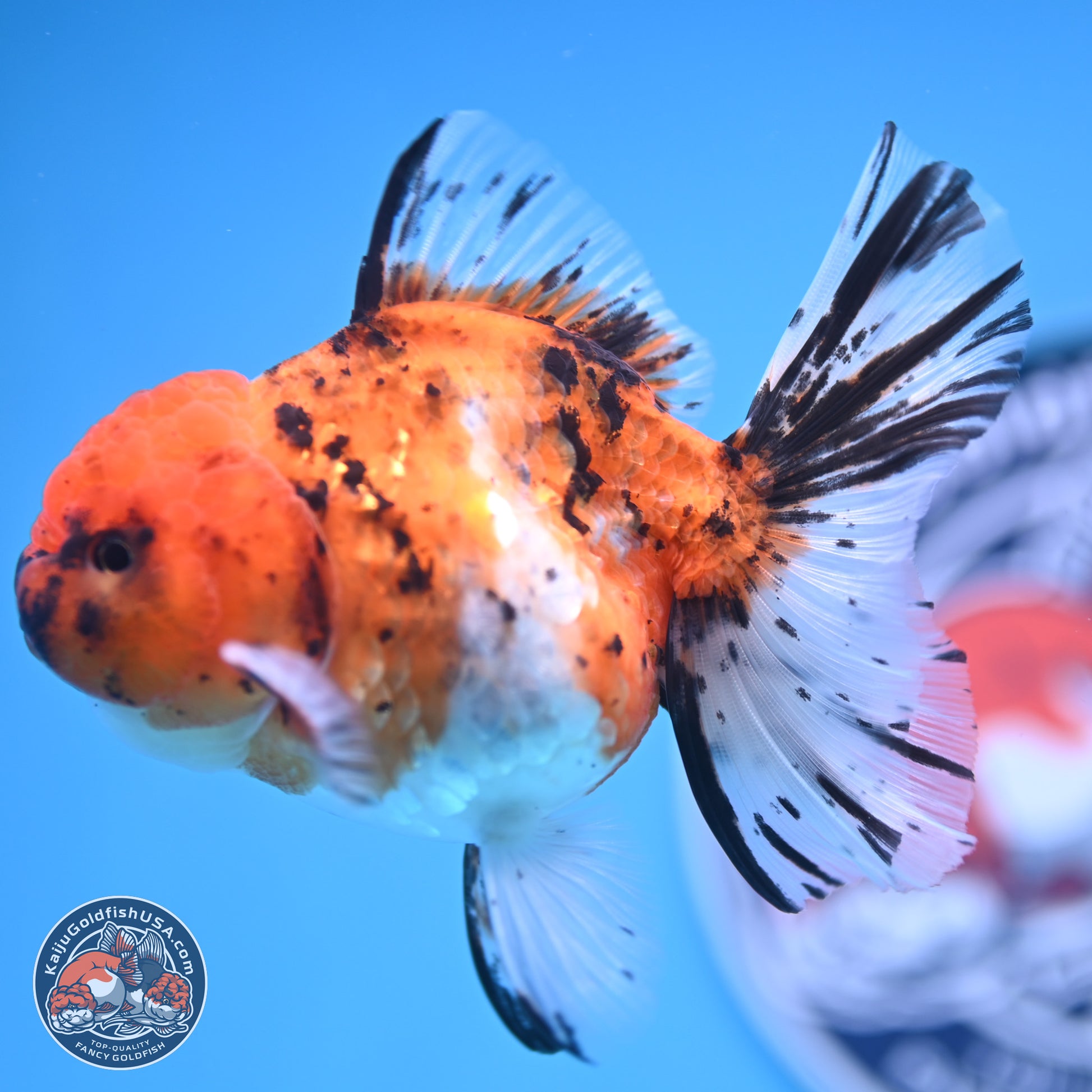 Shogun Tricolor Rose Tail Oranda 3.5in Body (240816_OR09) - Kaiju Goldfish USA