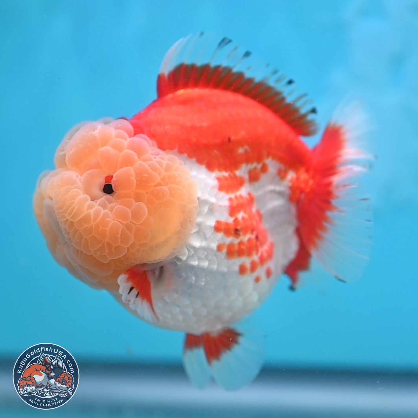 Jade Head Red White YuanBao Oranda 4 inches Body - Female (250131_OR09)