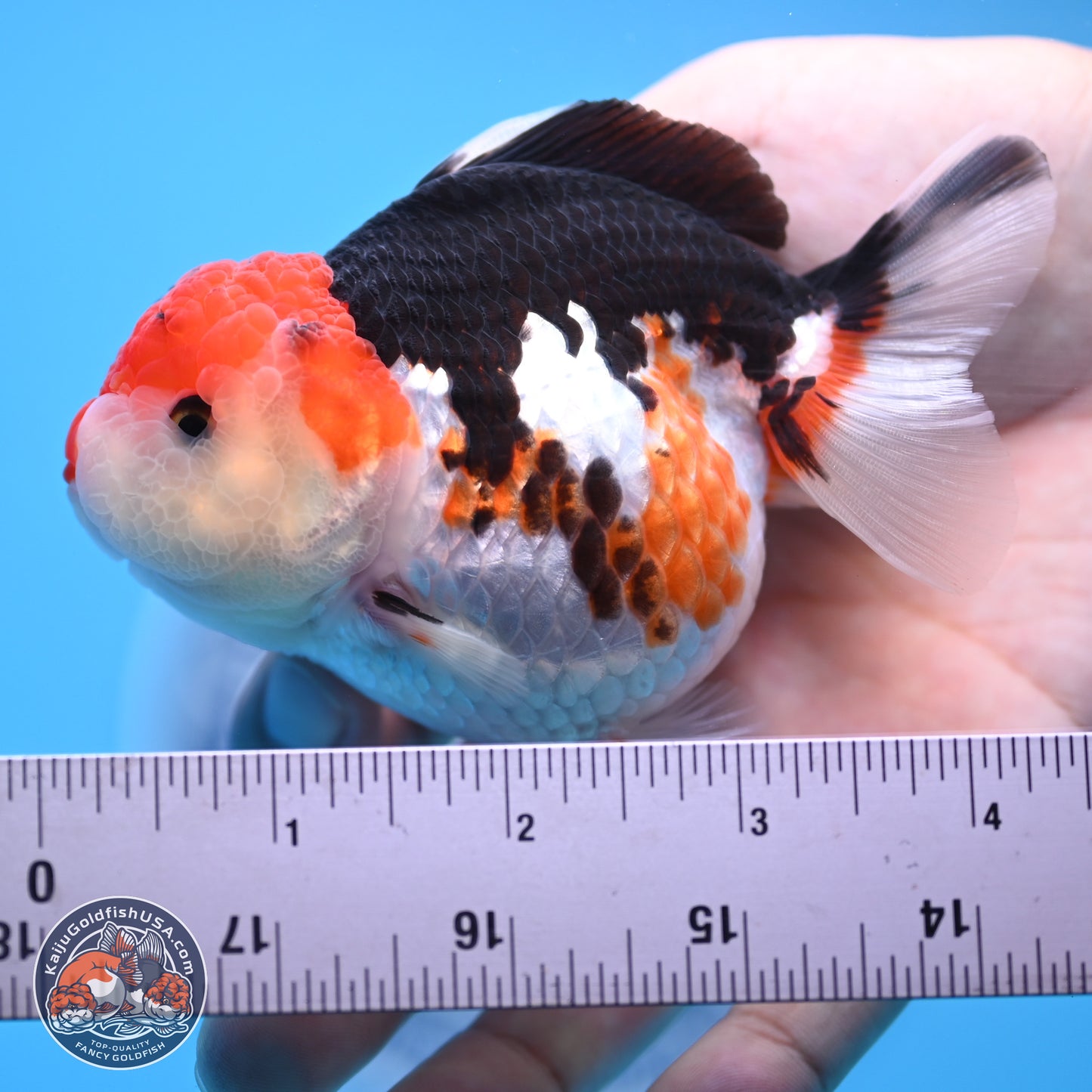 Tricolor Oranda 3.5-4.5 inches (240913_OR09) - Kaiju Goldfish USA