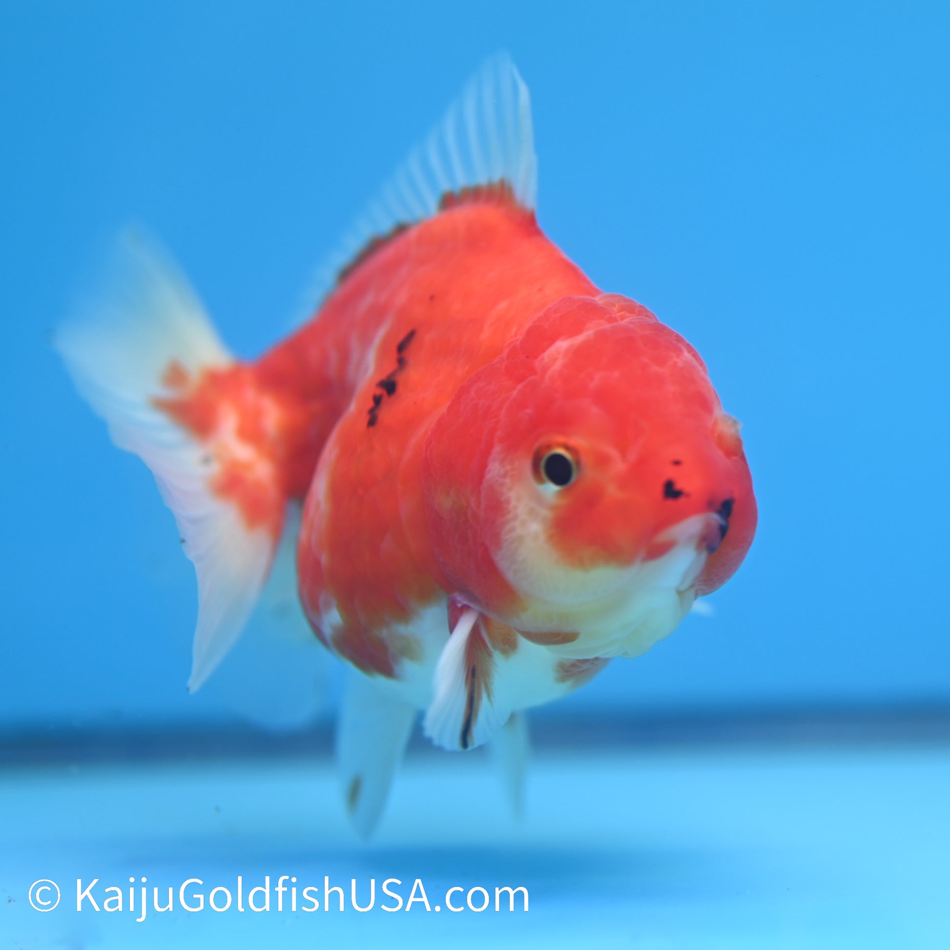 Sakura Oranda 4.5 inches (240503_OR09) - Kaiju Goldfish USA