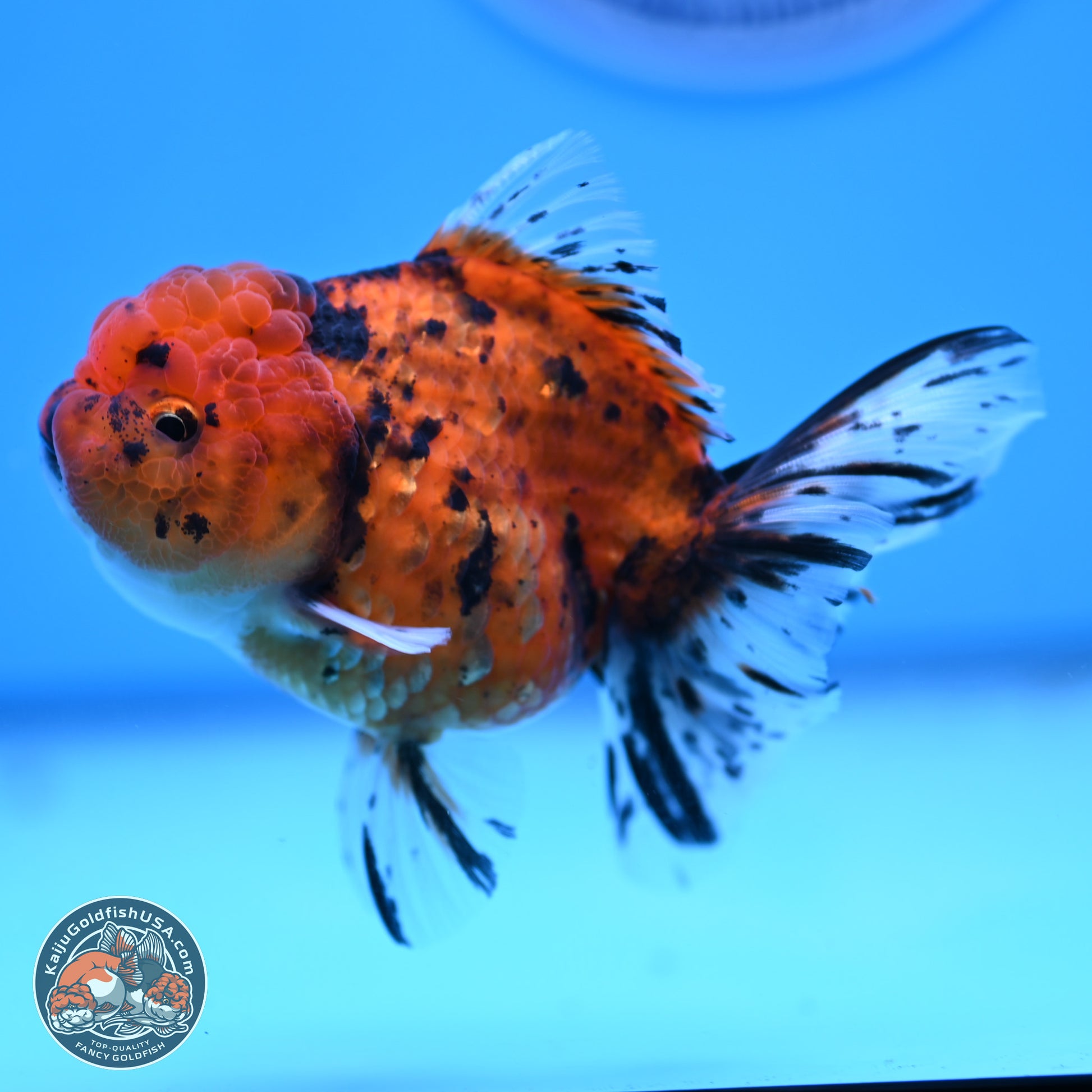 Shogun Tiger Rose Tail Oranda 3.75in Body (240802_OR09) - Kaiju Goldfish USA