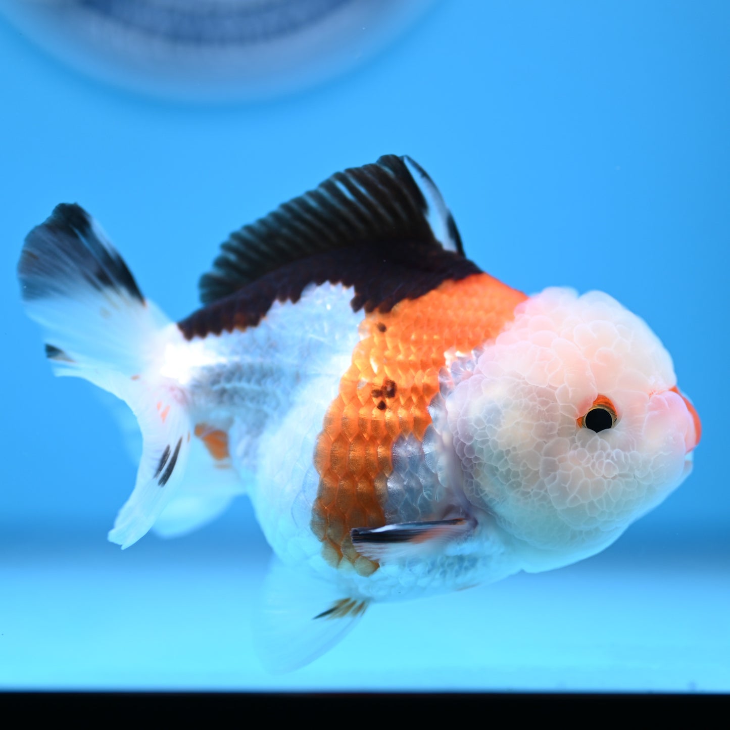 Tricolor Oranda 3.5-4 inches (241011_OR09) - Kaiju Goldfish USA