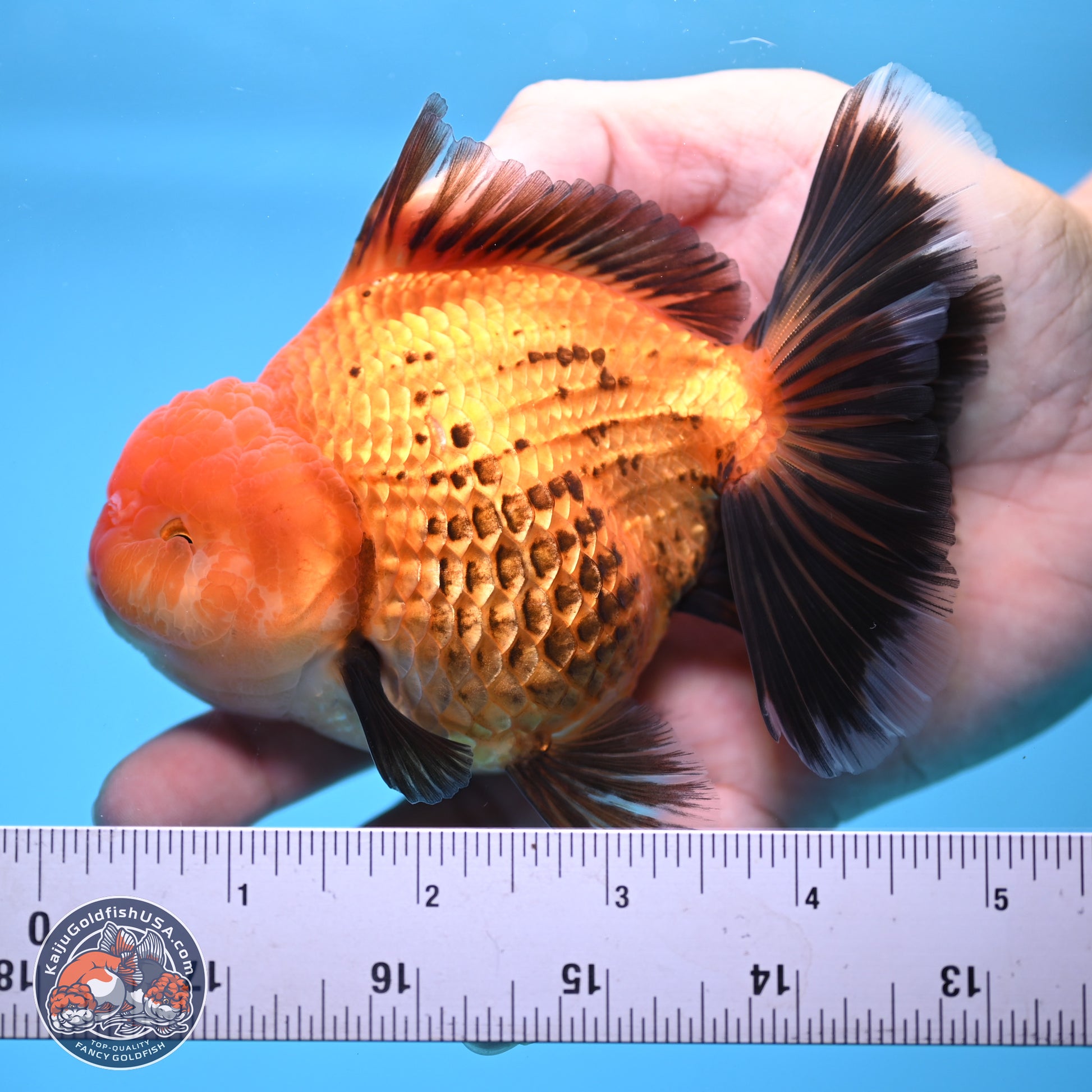 Apache Broad Tail Oranda 5 inches - Female (241115_OR09) - Kaiju Goldfish USA