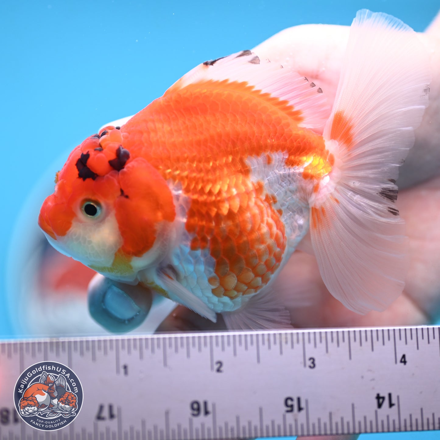 Red White YuanBao Oranda 3.5 inches Body - Female (250117_OR09) - Kaiju Goldfish USA