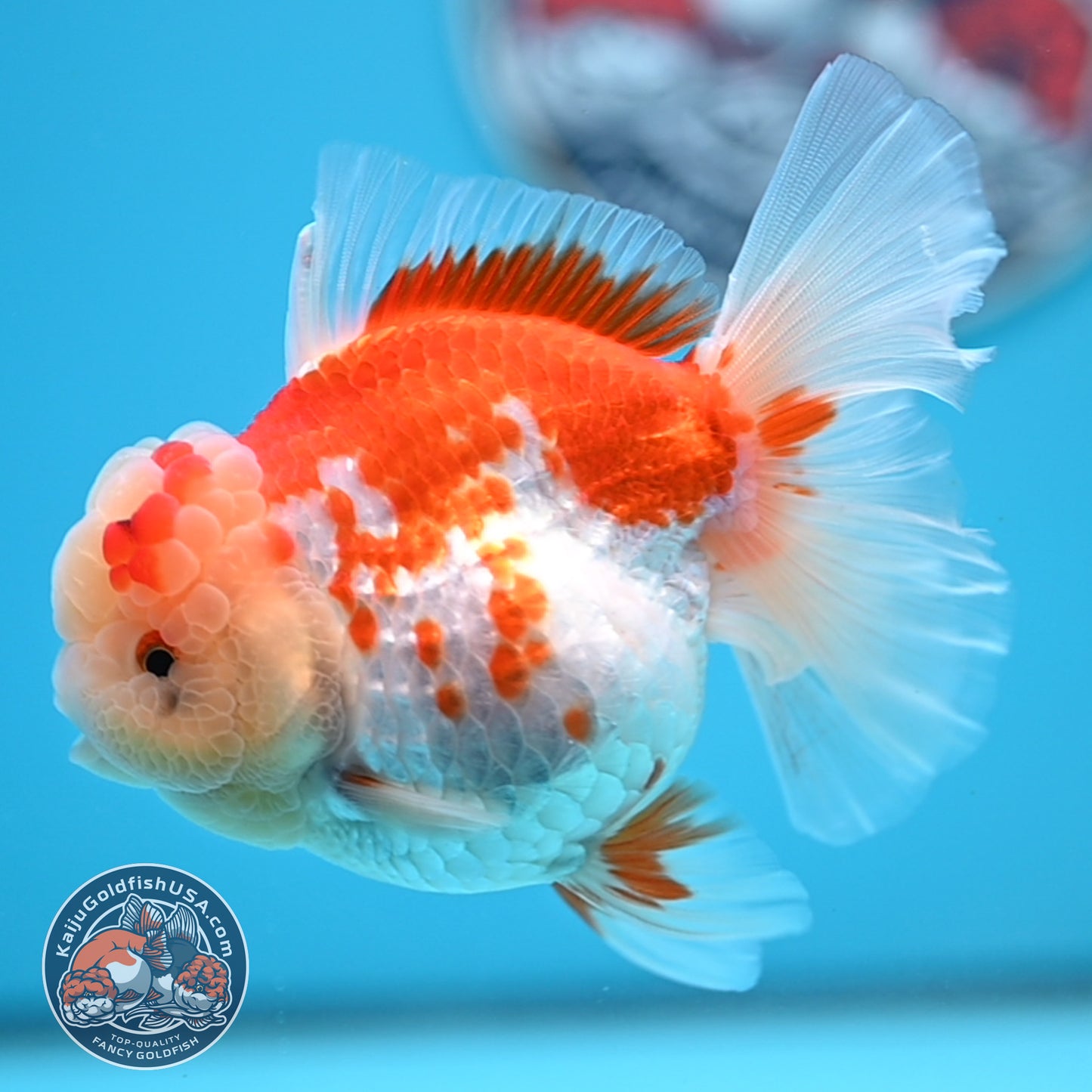 Red White Rose Tail Oranda 3.5 inches Body (250523_OR09)