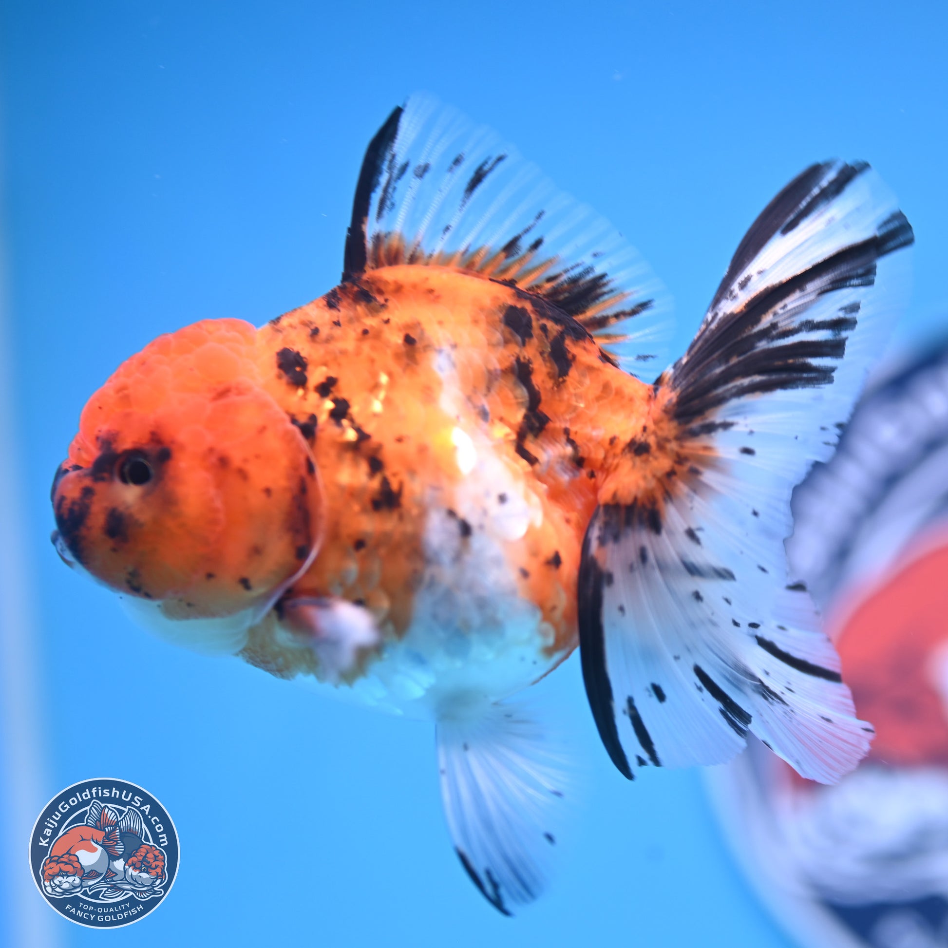 Shogun Tricolor Rose Tail Oranda 3.5in Body (240816_OR09) - Kaiju Goldfish USA