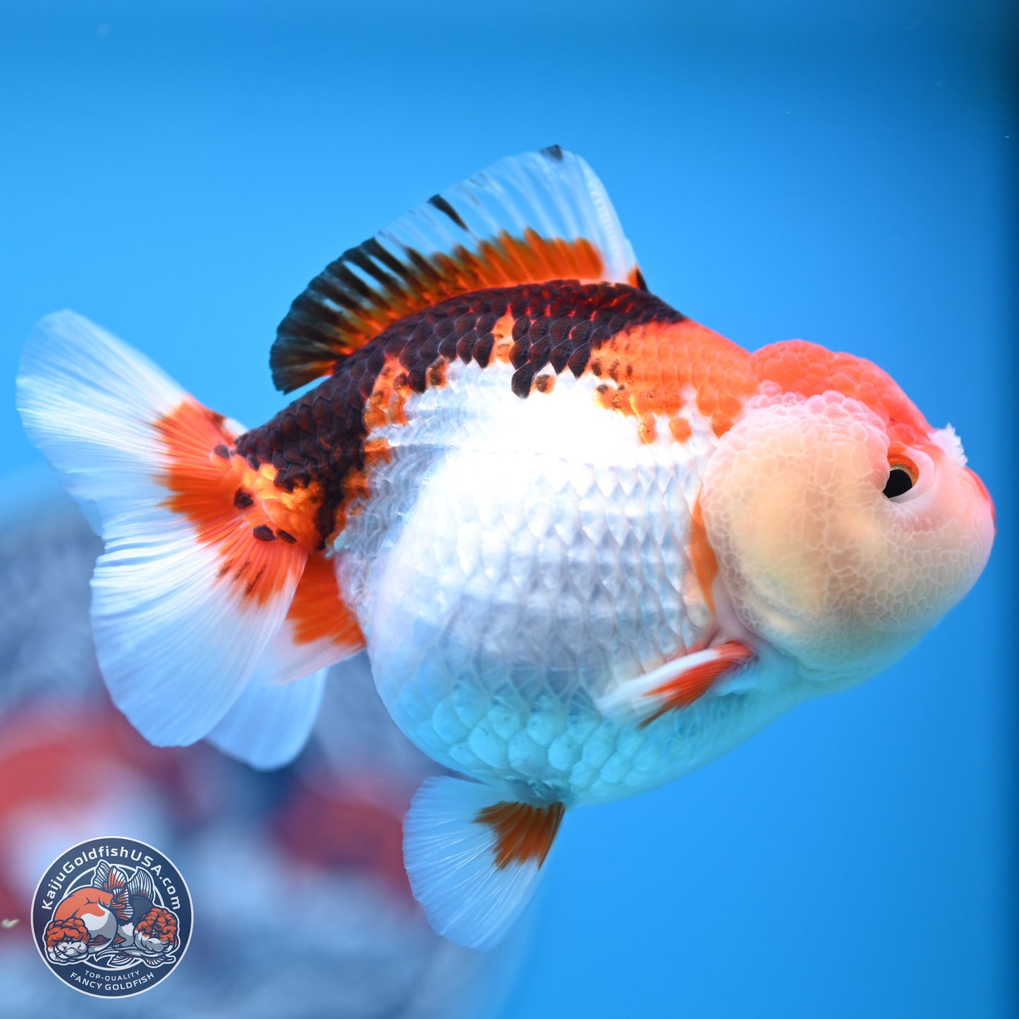 Tricolor Oranda 3.5-4.5 inches (241004_OR09) - Kaiju Goldfish USA