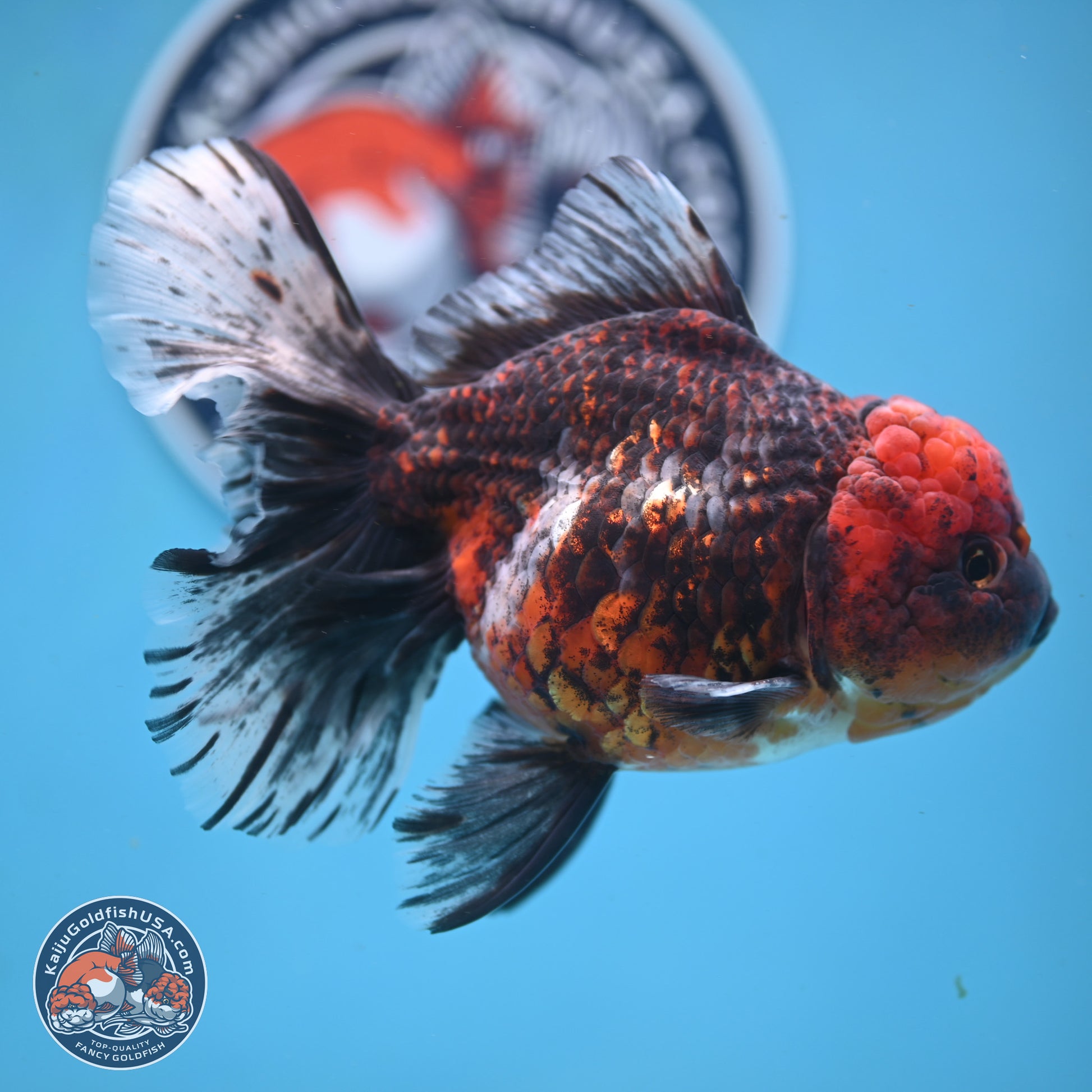 Red Kirin Rose Tail Oranda 6 inches - Female (241122_OR09) - Kaiju Goldfish USA