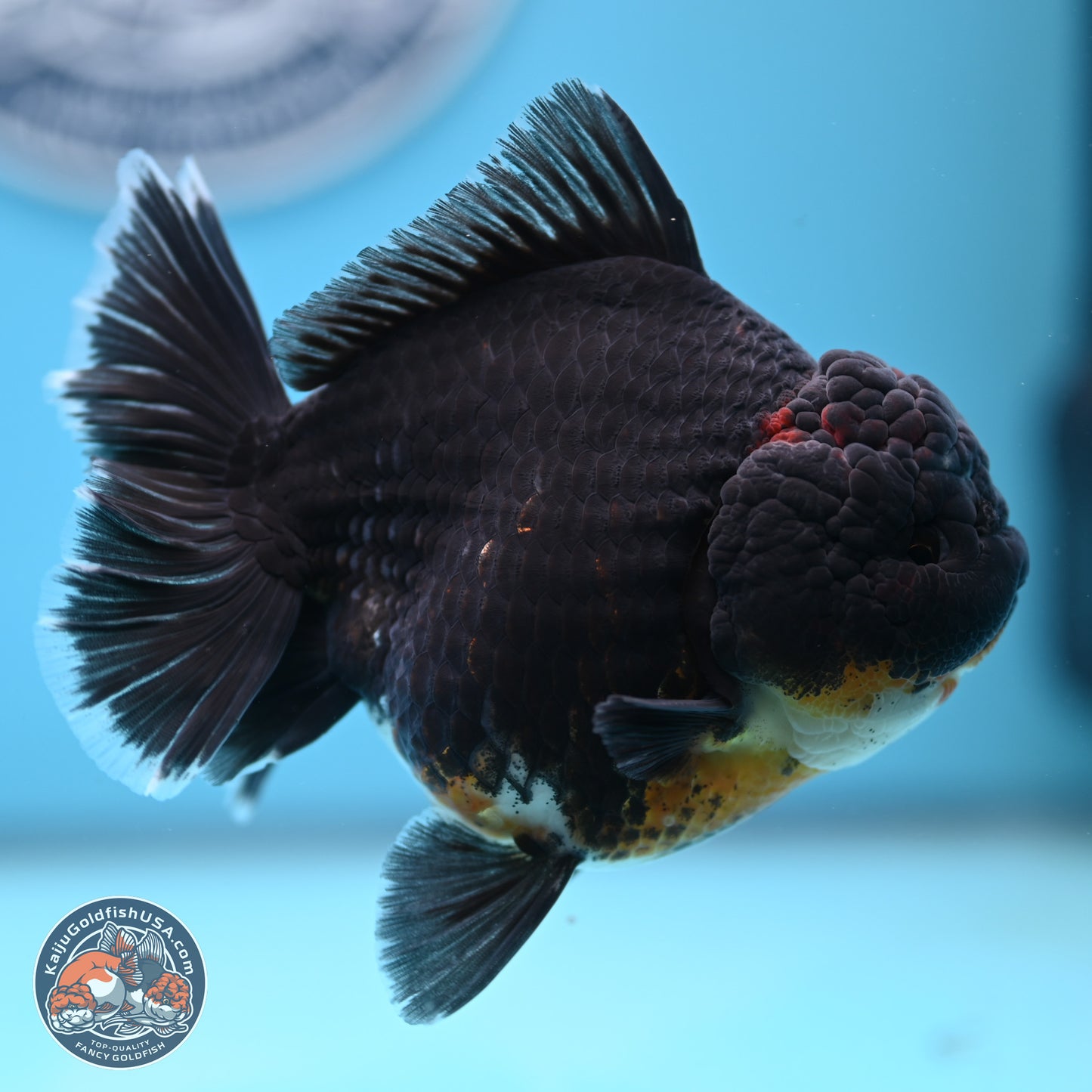 Kirin Rose Tail Oranda 5 inches (241025_OR9) - Kaiju Goldfish USA