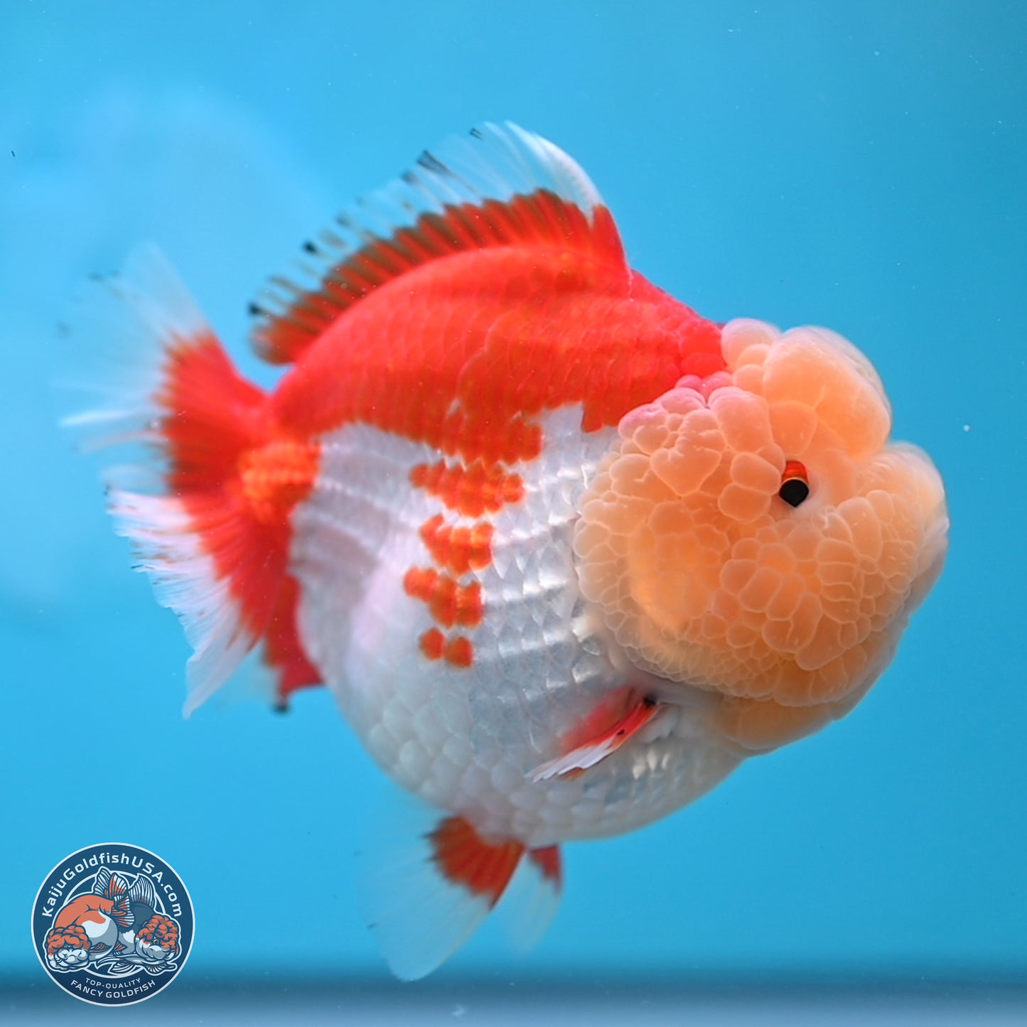 Jade Head Red White YuanBao Oranda 4 inches Body - Female (250131_OR09)