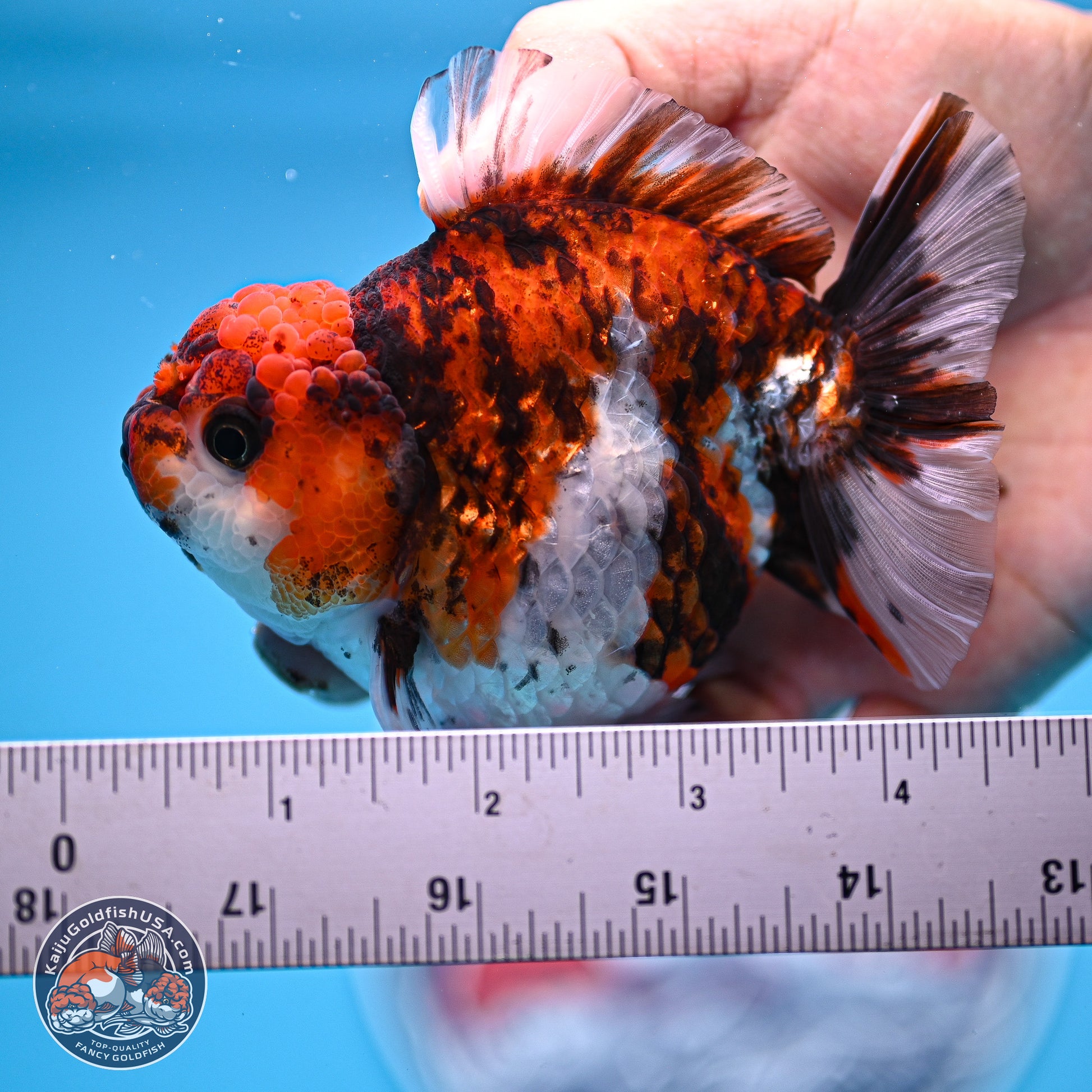 Tricolor Tiger YuanBao Oranda 3.5-4 inches (240920_OR09) - Kaiju Goldfish USA