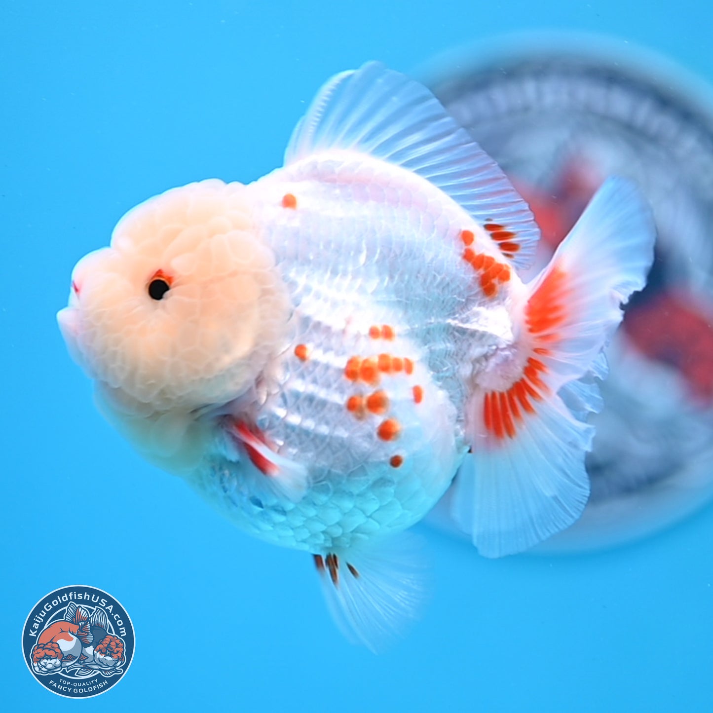 Jade Head Polkadot Red White YuanBao Oranda 3.5 inches Body - Female (250307_OR09)