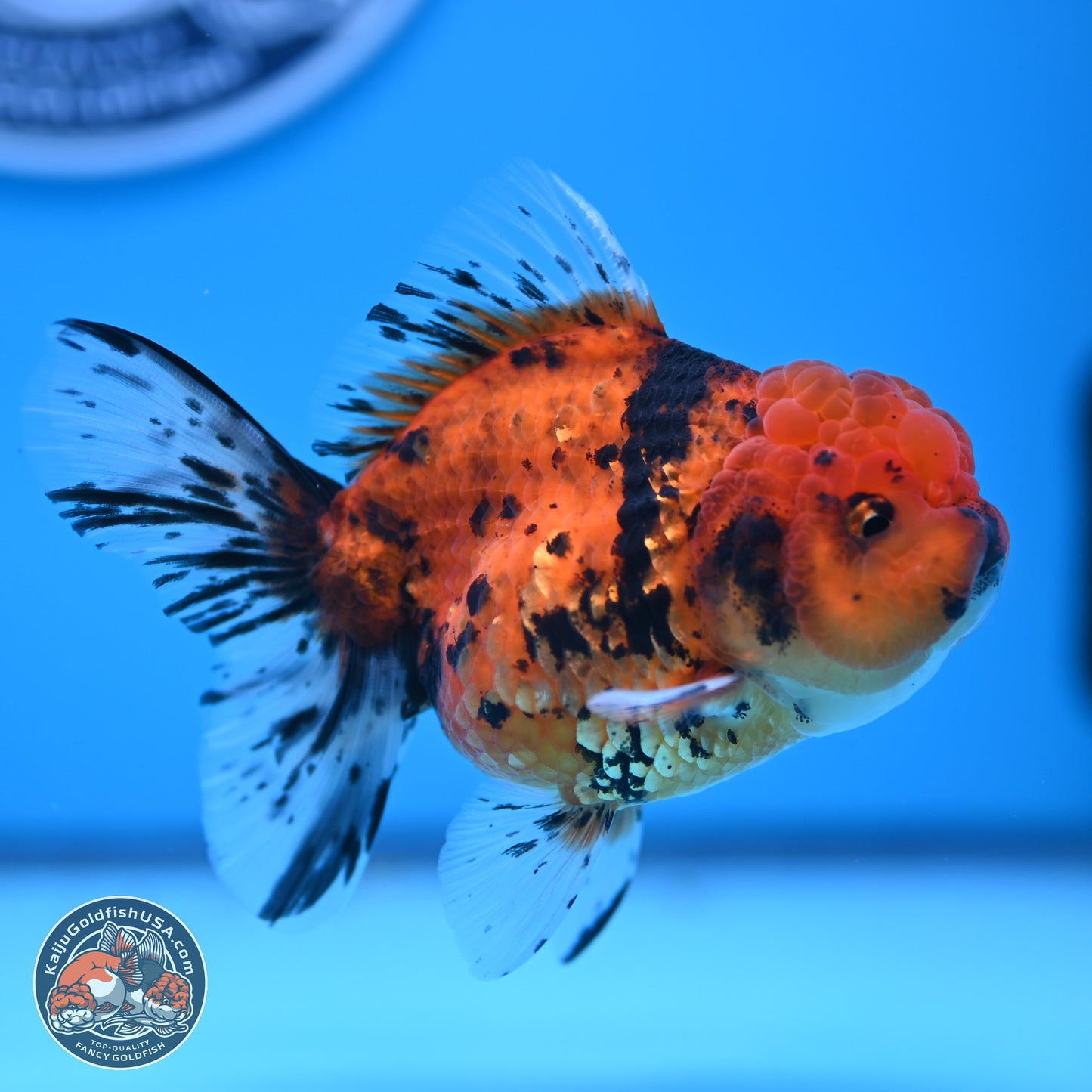 Shogun Tiger Rose Tail Oranda 3.75in Body (240802_OR09) - Kaiju Goldfish USA