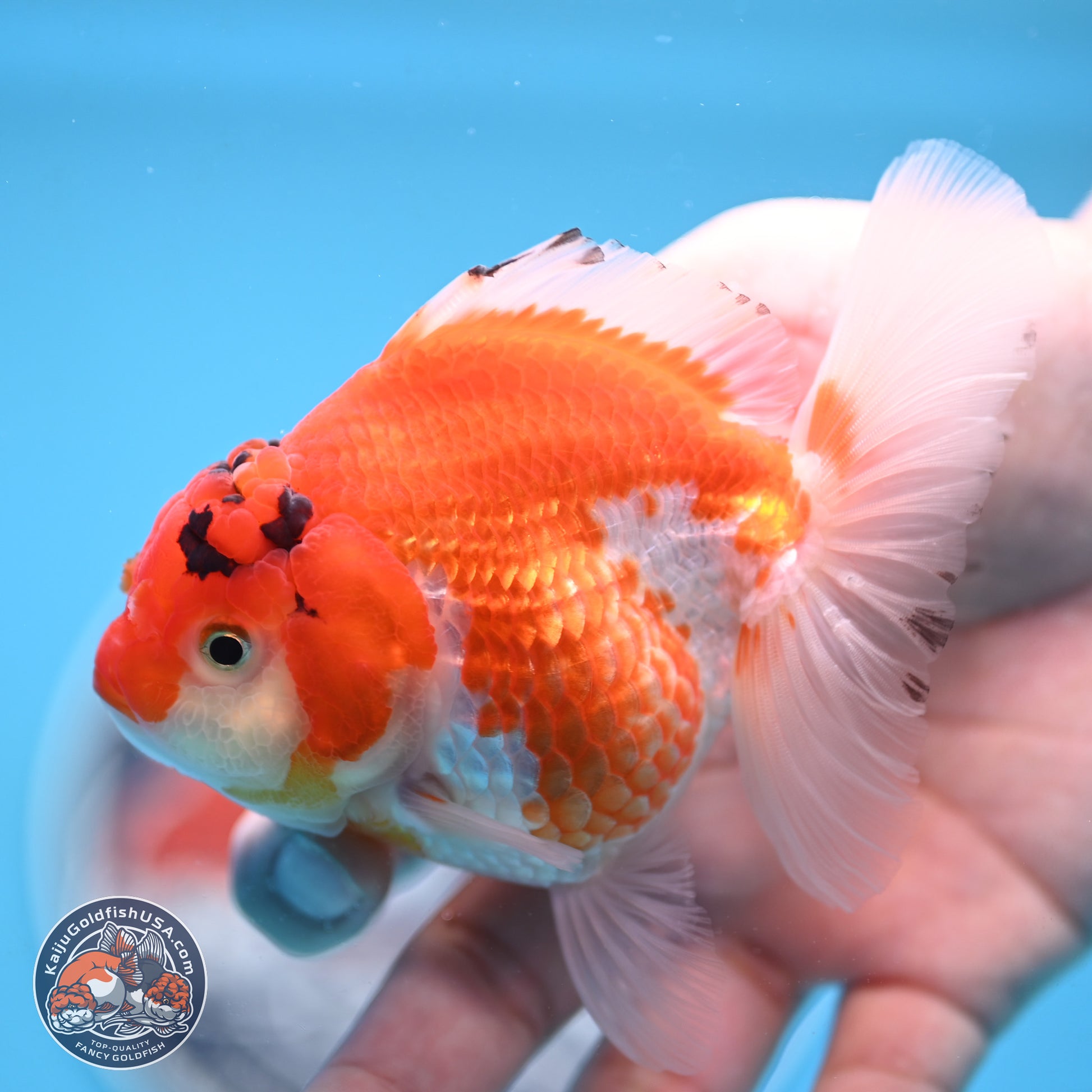 Red White YuanBao Oranda 3.5 inches Body - Female (250117_OR09) - Kaiju Goldfish USA