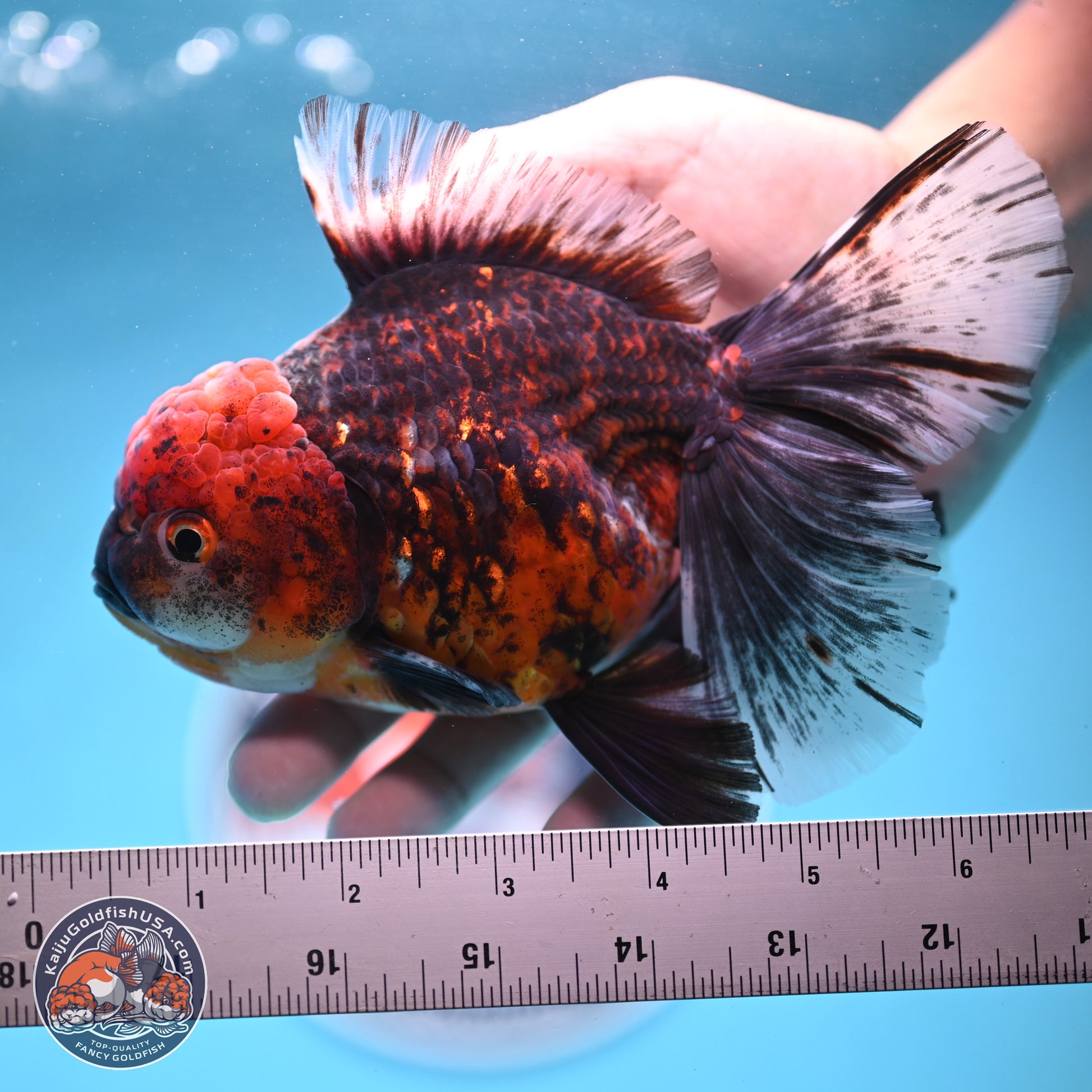 Red Kirin Rose Tail Oranda 6 inches - Female (241122_OR09) - Kaiju Goldfish USA