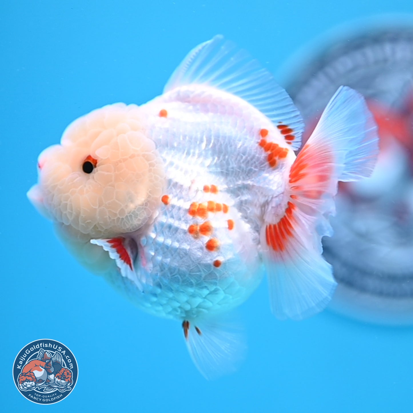 Jade Head Polkadot Red White YuanBao Oranda 3.5 inches Body - Female (250307_OR09)