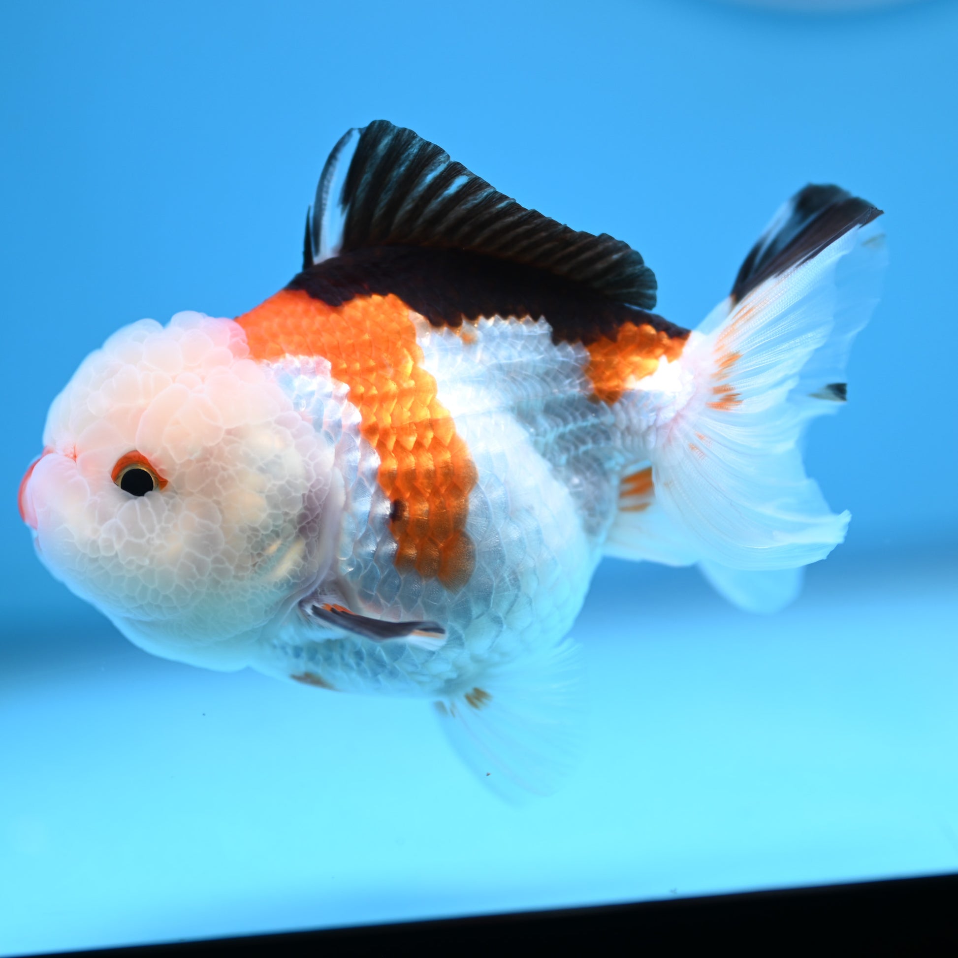 Tricolor Oranda 3.5-4 inches (241011_OR09) - Kaiju Goldfish USA