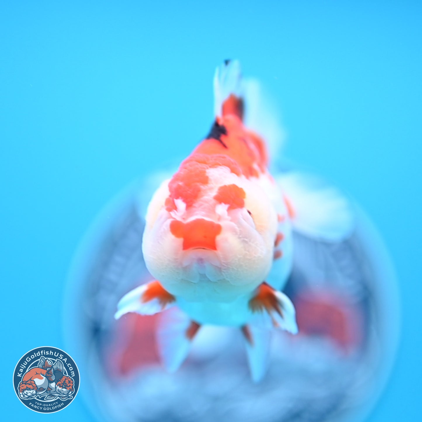 Tricolor Oranda 3.5-4.5 inches (241004_OR09) - Kaiju Goldfish USA