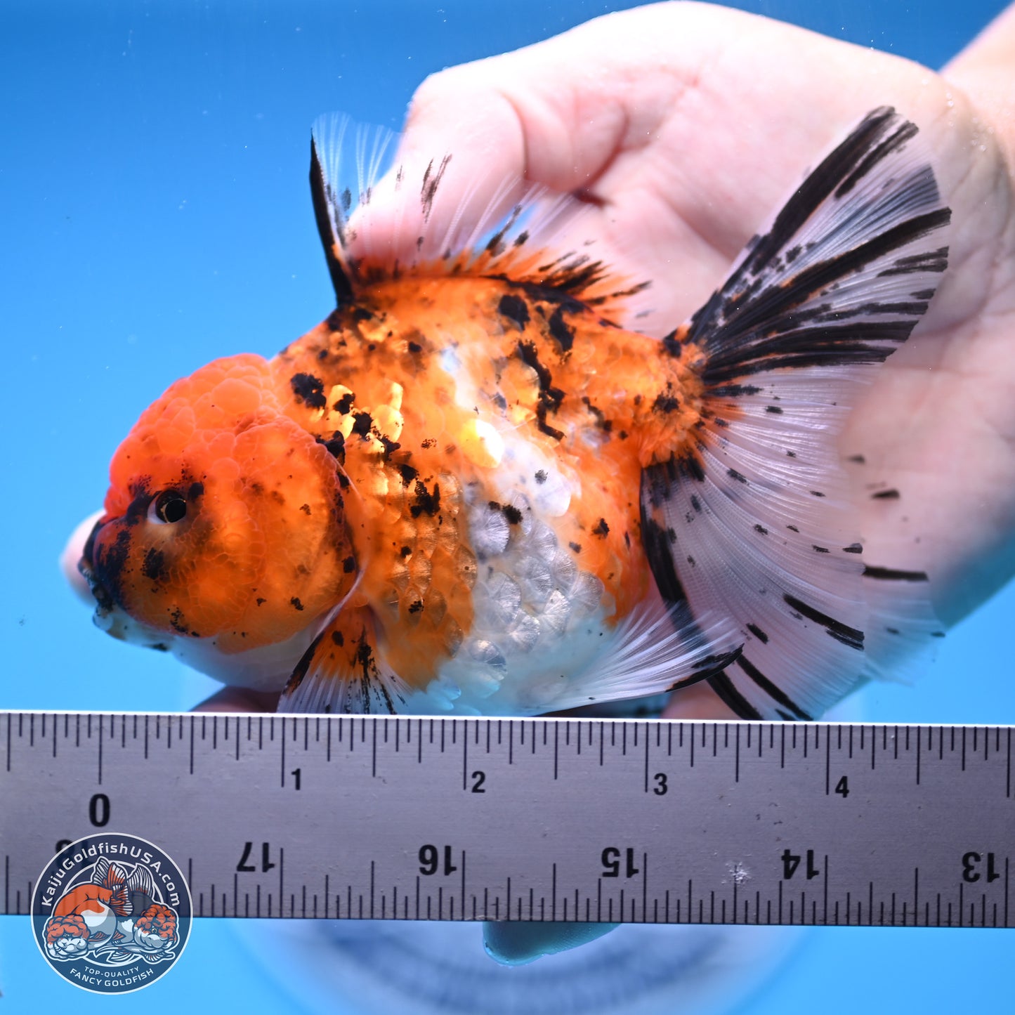 Shogun Tricolor Rose Tail Oranda 3.5in Body (240816_OR09) - Kaiju Goldfish USA