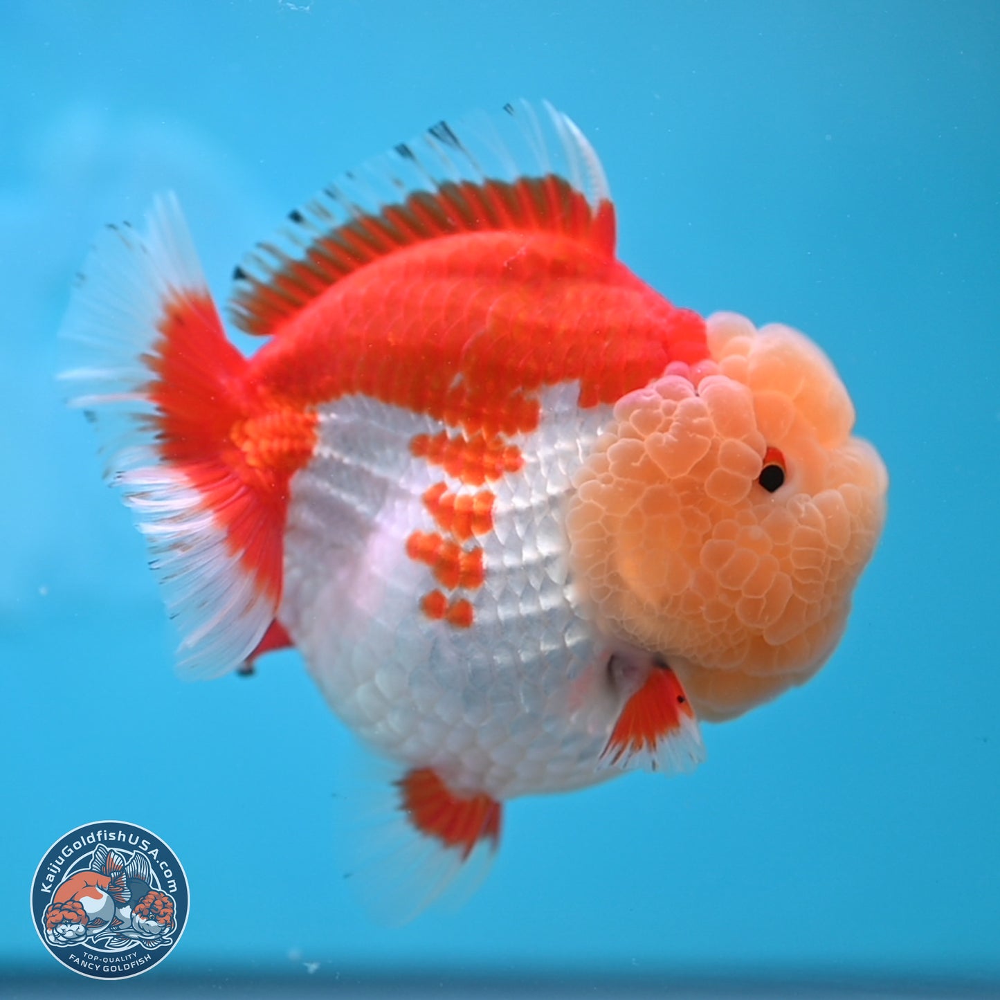 Jade Head Red White YuanBao Oranda 4 inches Body - Female (250131_OR09)